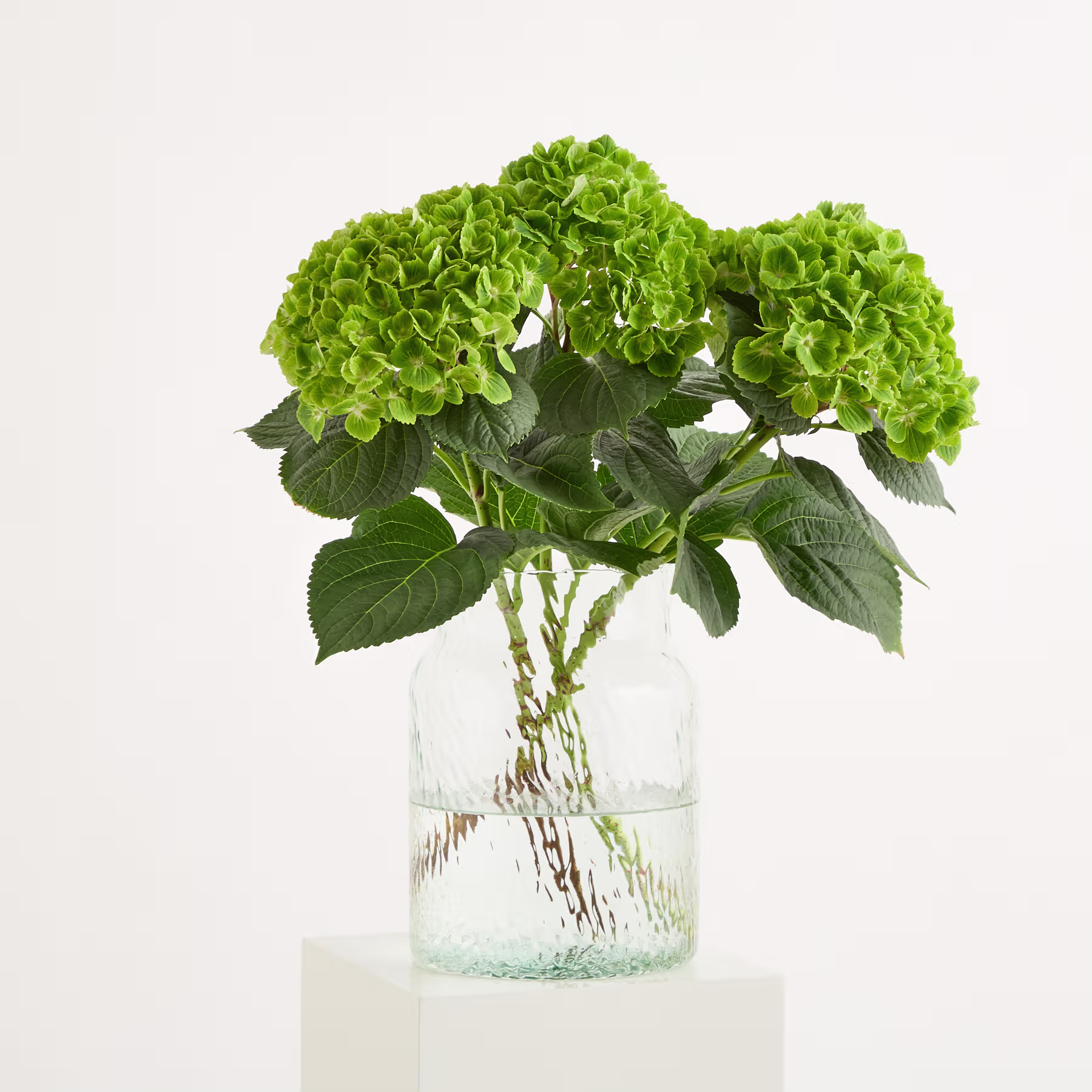 Ein Strauß leuchtend grüner Hortensienblüten in einer Glasvase vor schlichtem weißen Hintergrund. (Beschreibungstext KI-generiert)