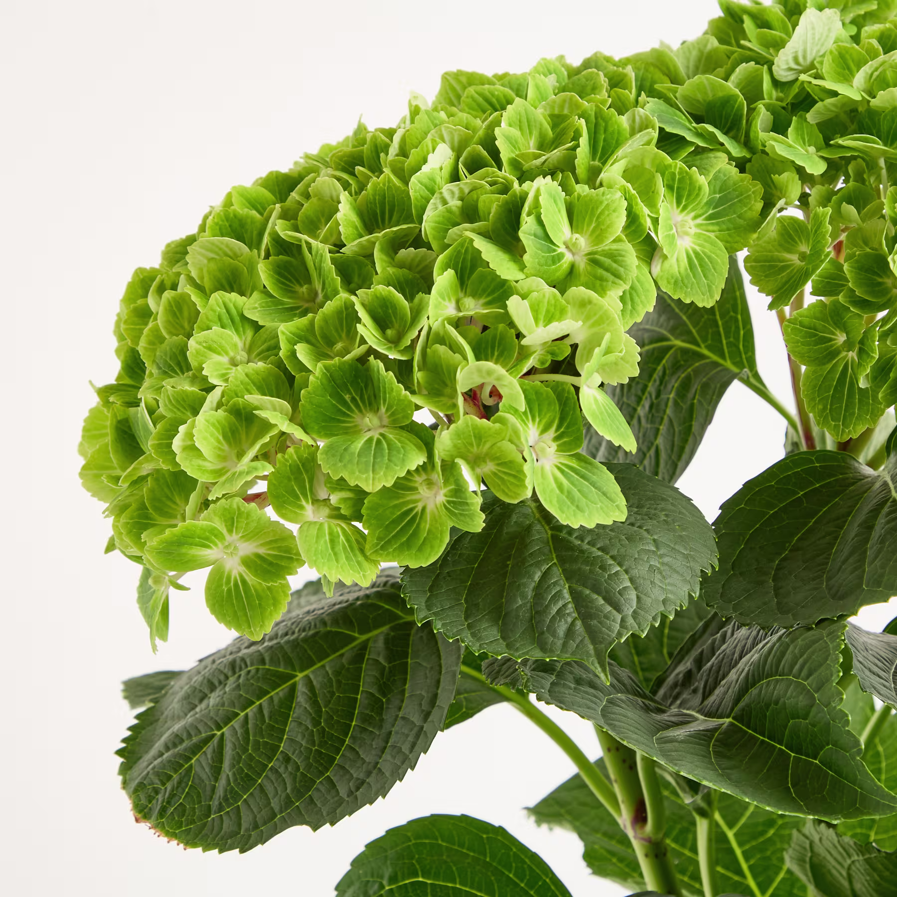 Leuchtend grüne Hortensienblüten mit großen, üppigen Blättern füllen das Bild und bilden einen auffälligen und grünen Anblick vor einem schlichten Hintergrund. (Beschreibungstext KI-generiert)