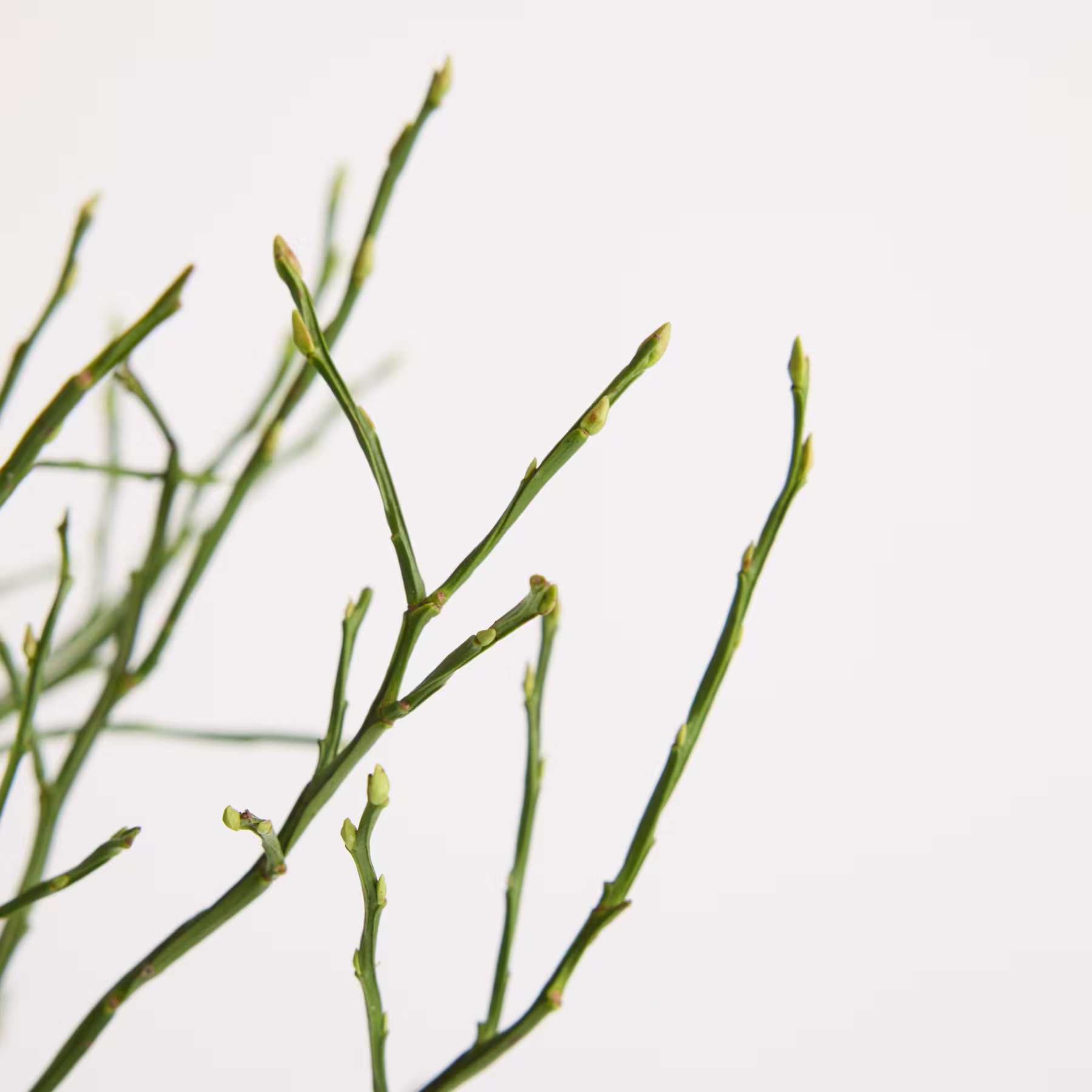 Das Bild zeigt grüne Pflanzenstängel mit kleinen Knospen oder Trieben, die aus ihnen hervortreten, vor einem schlichten weißen Hintergrund. (Beschreibungstext KI-generiert)