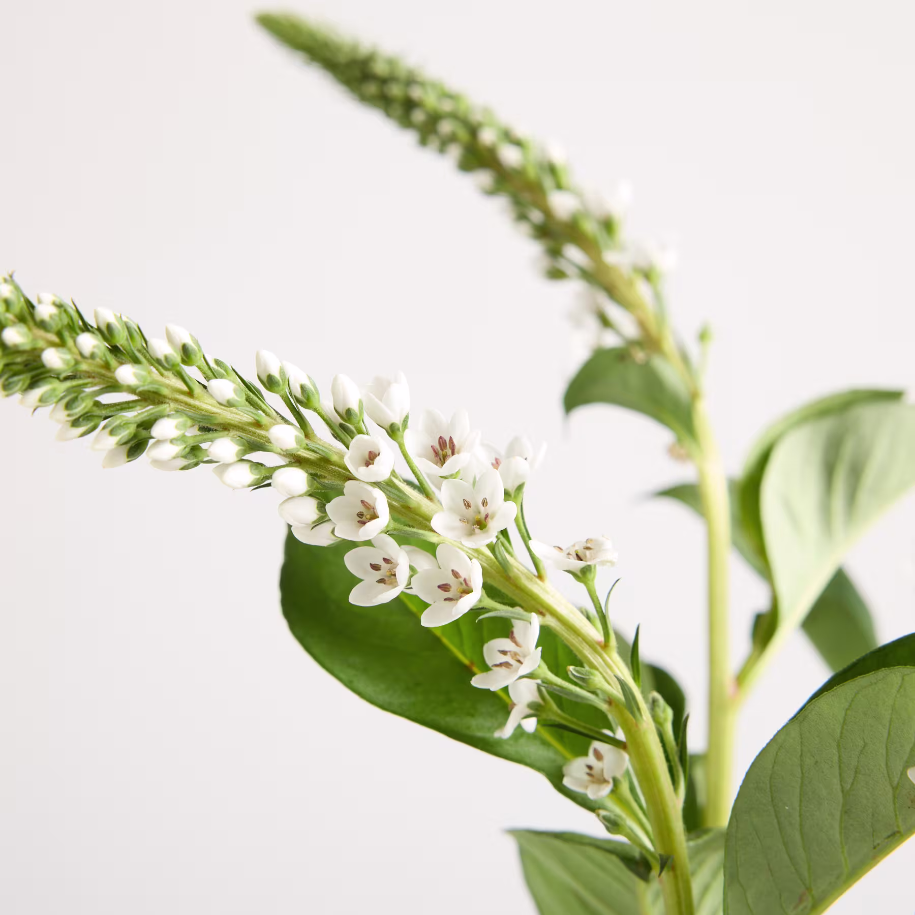 Das Bild zeigt eine Nahaufnahme einer blühenden Pflanze mit zarten weißen Blüten, die in einer gebogenen, ährenartigen Formation angeordnet sind, vor einem schlichten, hellen Hintergrund. (Beschreibungstext KI-generiert)