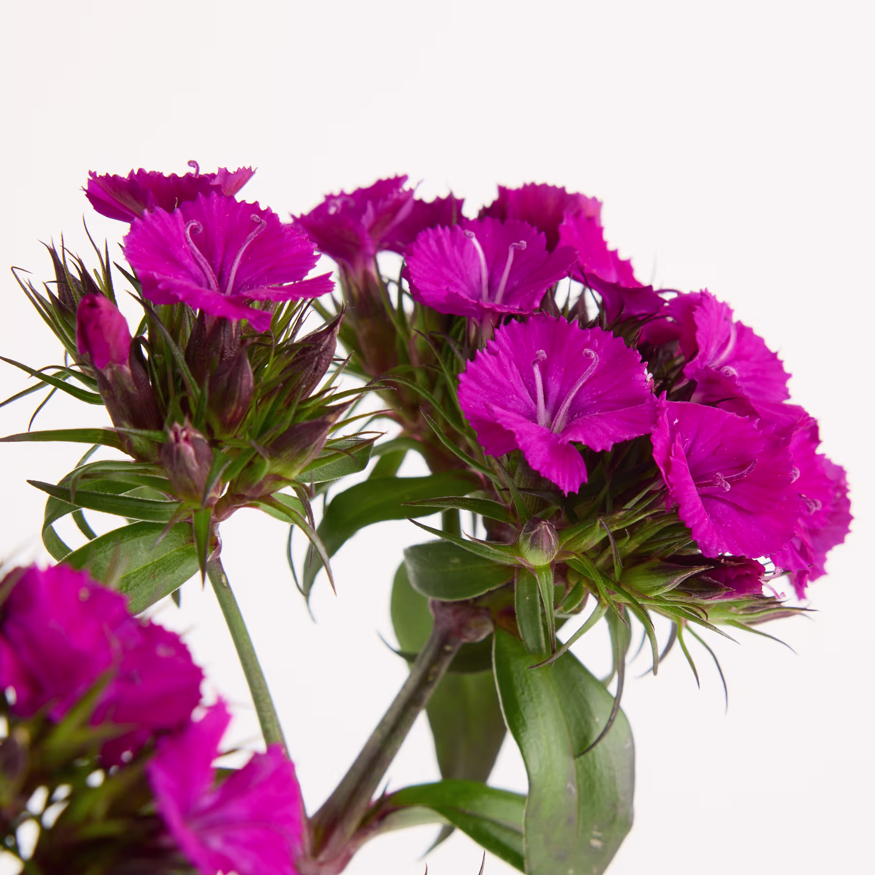 Leuchtend fuchsiafarbene Nelkenblüten mit üppigem grünem Laub heben sich vom schlichten weißen Hintergrund ab. (Beschreibungstext KI-generiert)