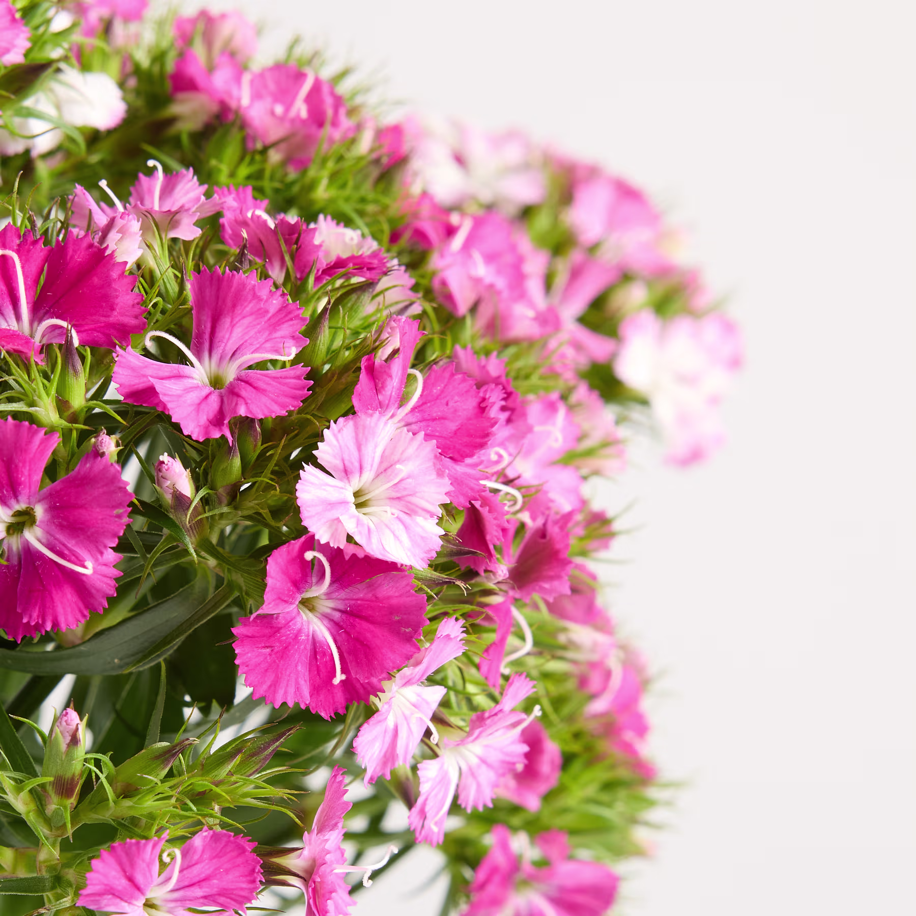Ein leuchtender Strauß rosa Nelkenblüten füllt das Bild, ihre zarten Blütenblätter bilden einen Kontrast zu dem üppigen grünen Laub, das sie vor einem schlichten, hellen Hintergrund umgibt. (Beschreibungstext KI-generiert)