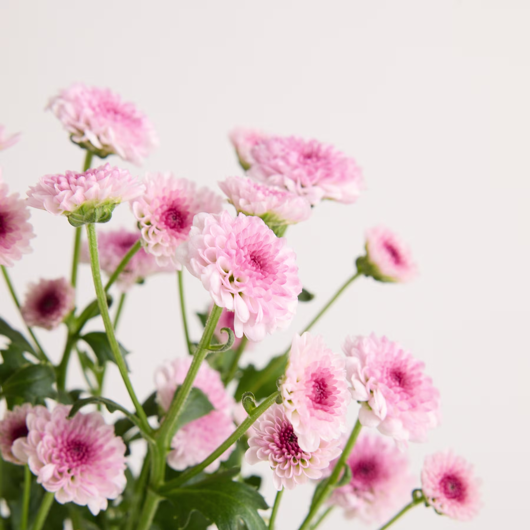 Ein Strauß zarter, rosa Chrysanthemenblüten vor einem schlichten, hellen Hintergrund. (Beschreibungstext KI-generiert)