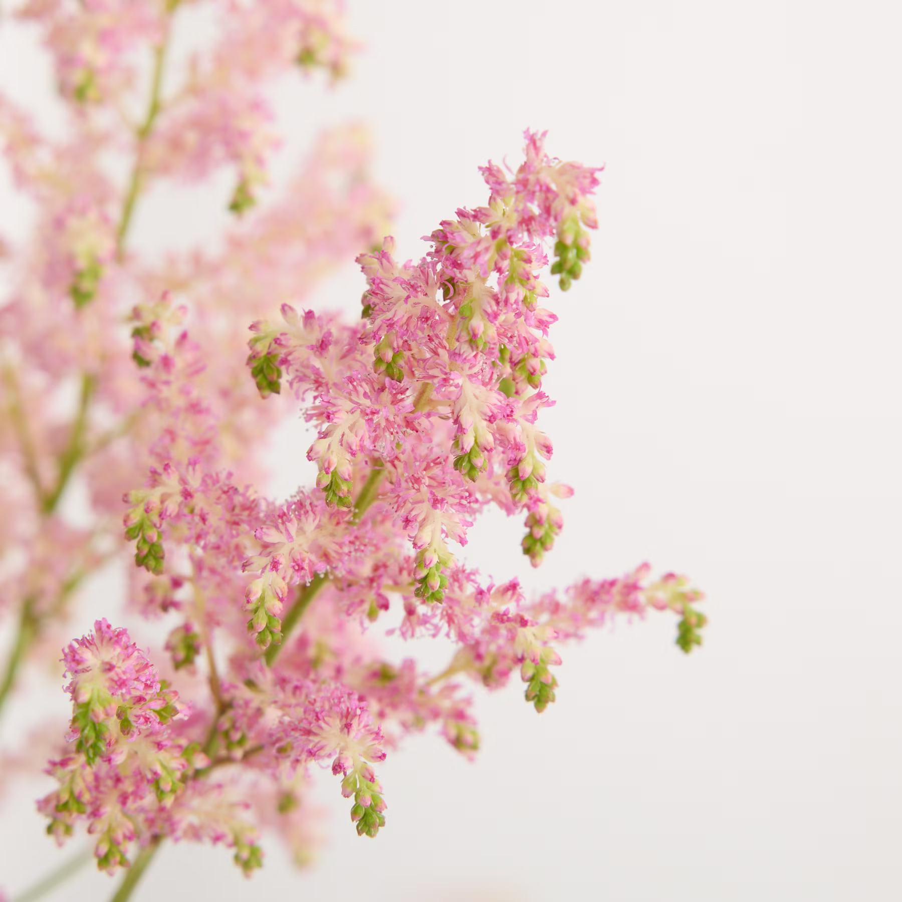 Zarte rosa Blüten mit grünem Laub vor einem weichen, verschwommenen Hintergrund. (Beschreibungstext KI-generiert)