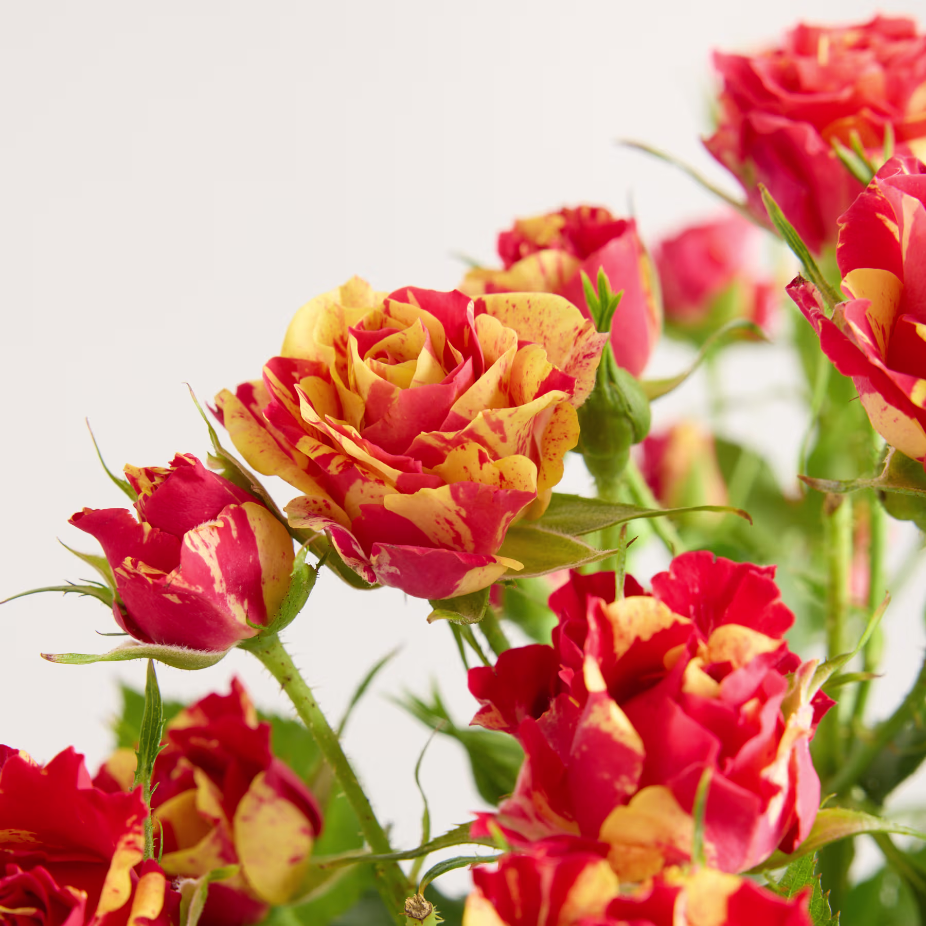 Leuchtend rote und gelbe Rosen mit üppigem grünem Laub füllen das Bild und schaffen ein optisch beeindruckendes und fesselndes Blumenarrangement. (Beschreibungstext KI-generiert)