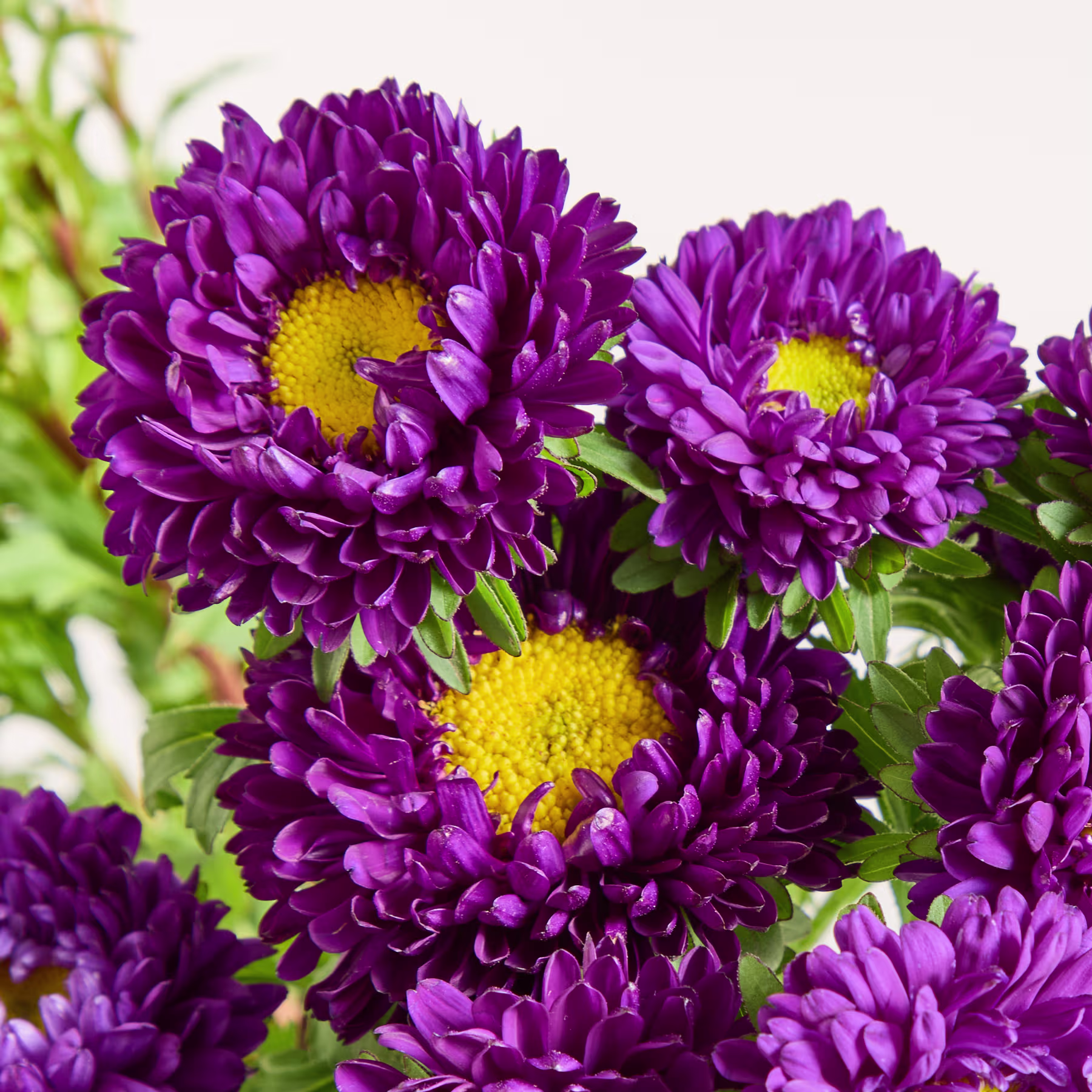 Leuchtend violette Chrysanthemenblüten mit gelben Zentren heben sich vom verschwommenen grünen Laubhintergrund ab. (Beschreibungstext KI-generiert)