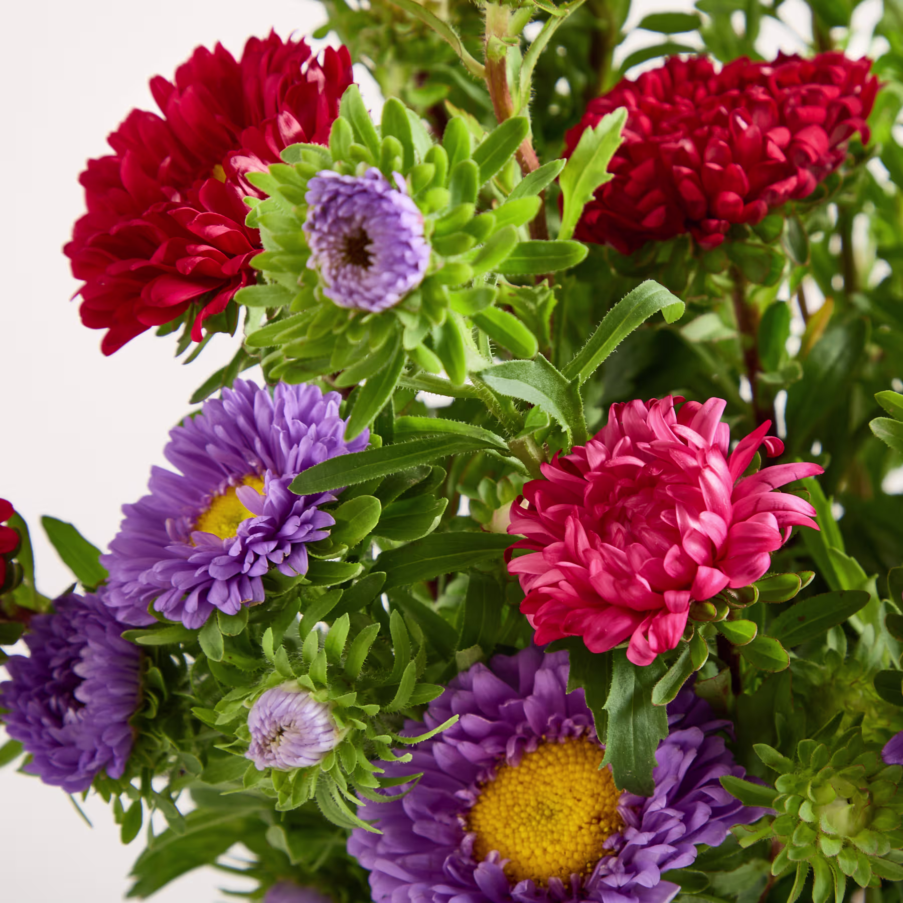 Ein leuchtender Strauß roter, violetter und rosafarbener Chrysanthemen vor einem verschwommenen grünen Laubhintergrund. (Beschreibungstext KI-generiert)