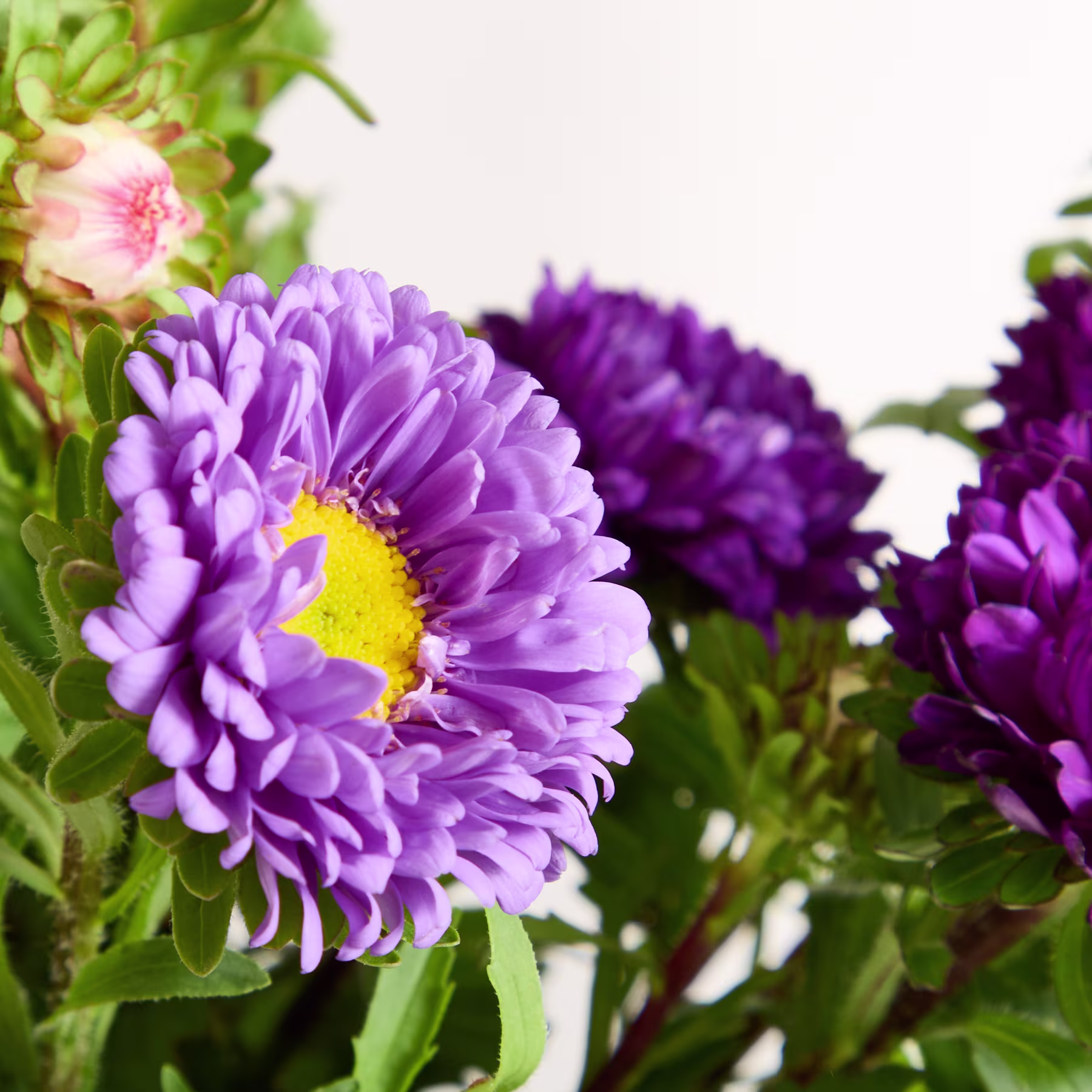 Das Bild zeigt eine lebendige Anordnung von violetten und rosafarbenen Astern vor einem verschwommenen grünen Laubhintergrund und schafft so eine visuell beeindruckende und zugleich ruhige Blumenkomposition. (Beschreibungstext KI-generiert)