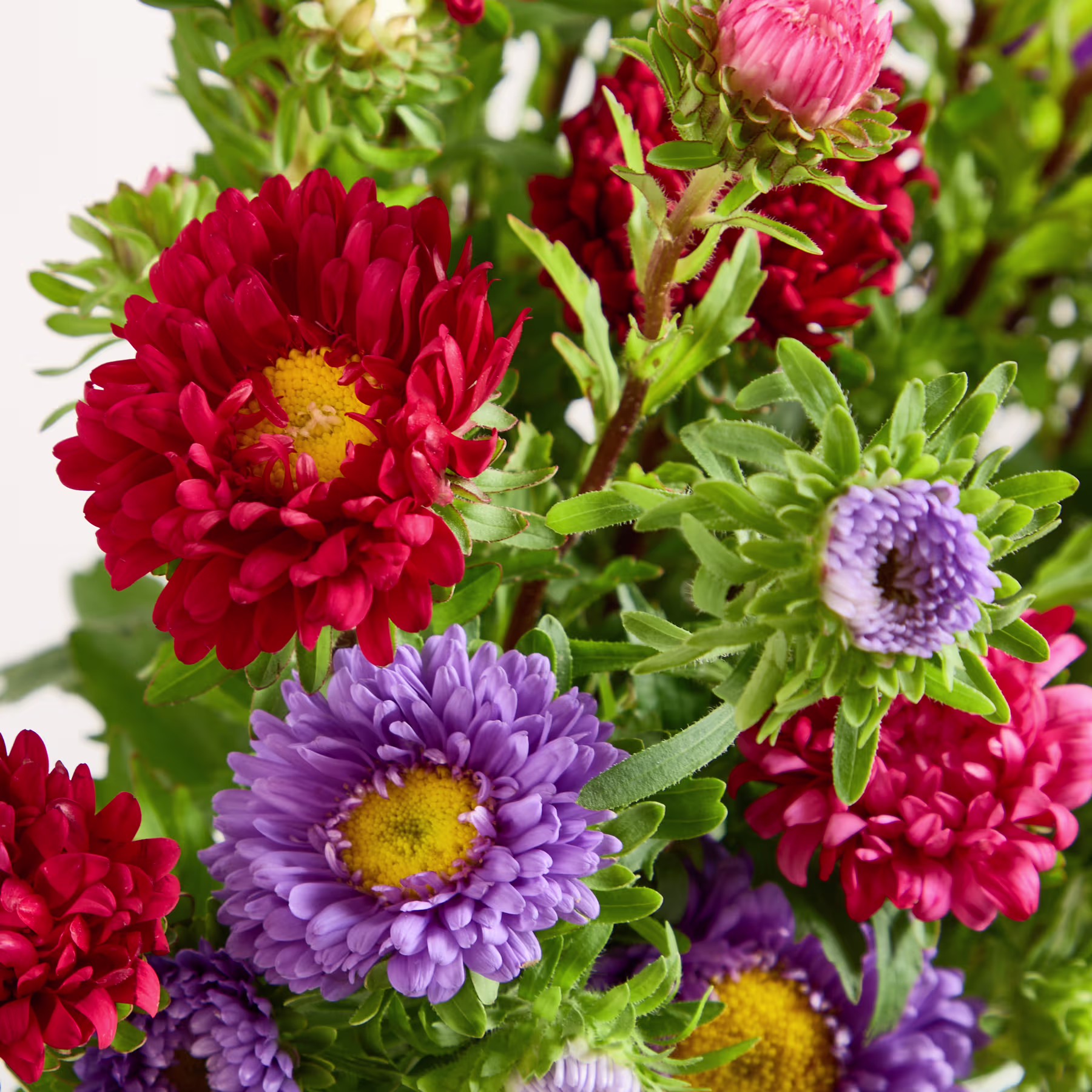 Ein leuchtender Strauß roter und violetter Chrysanthemen vor einem verschwommenen grünen Laubhintergrund. (Beschreibungstext KI-generiert)