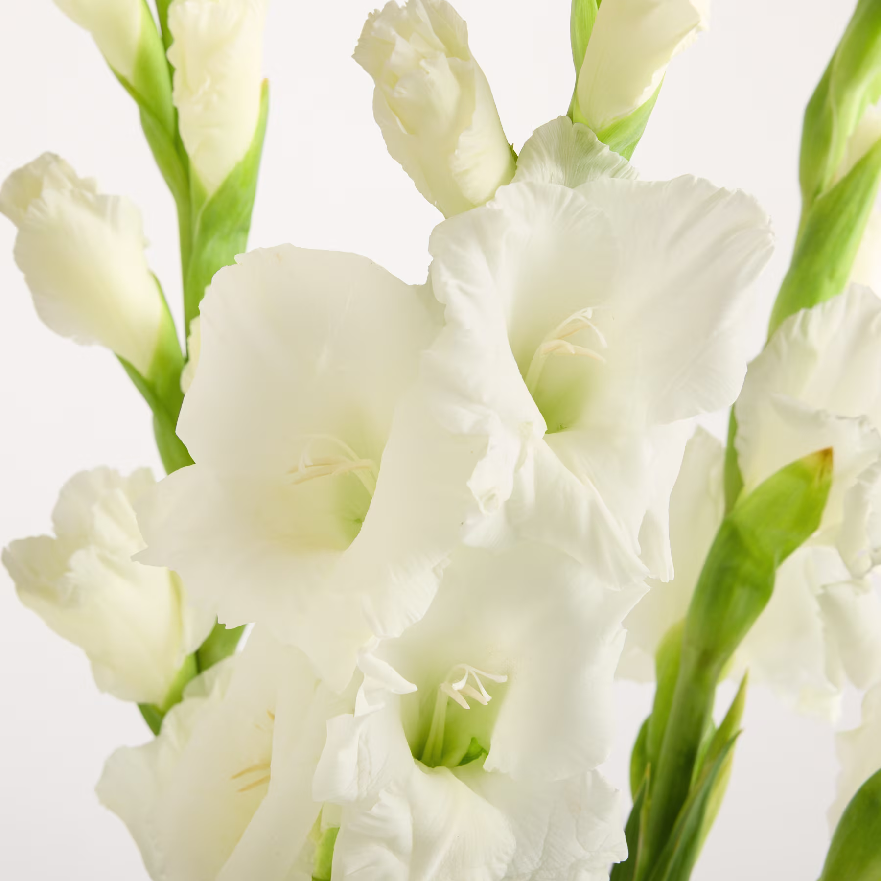 Zarte weiße Gladiolenblüten mit üppigen grünen Stängeln und Blättern füllen das Bild und schaffen eine ruhige und elegante Komposition vor einem schlichten weißen Hintergrund. (Beschreibungstext KI-generiert)