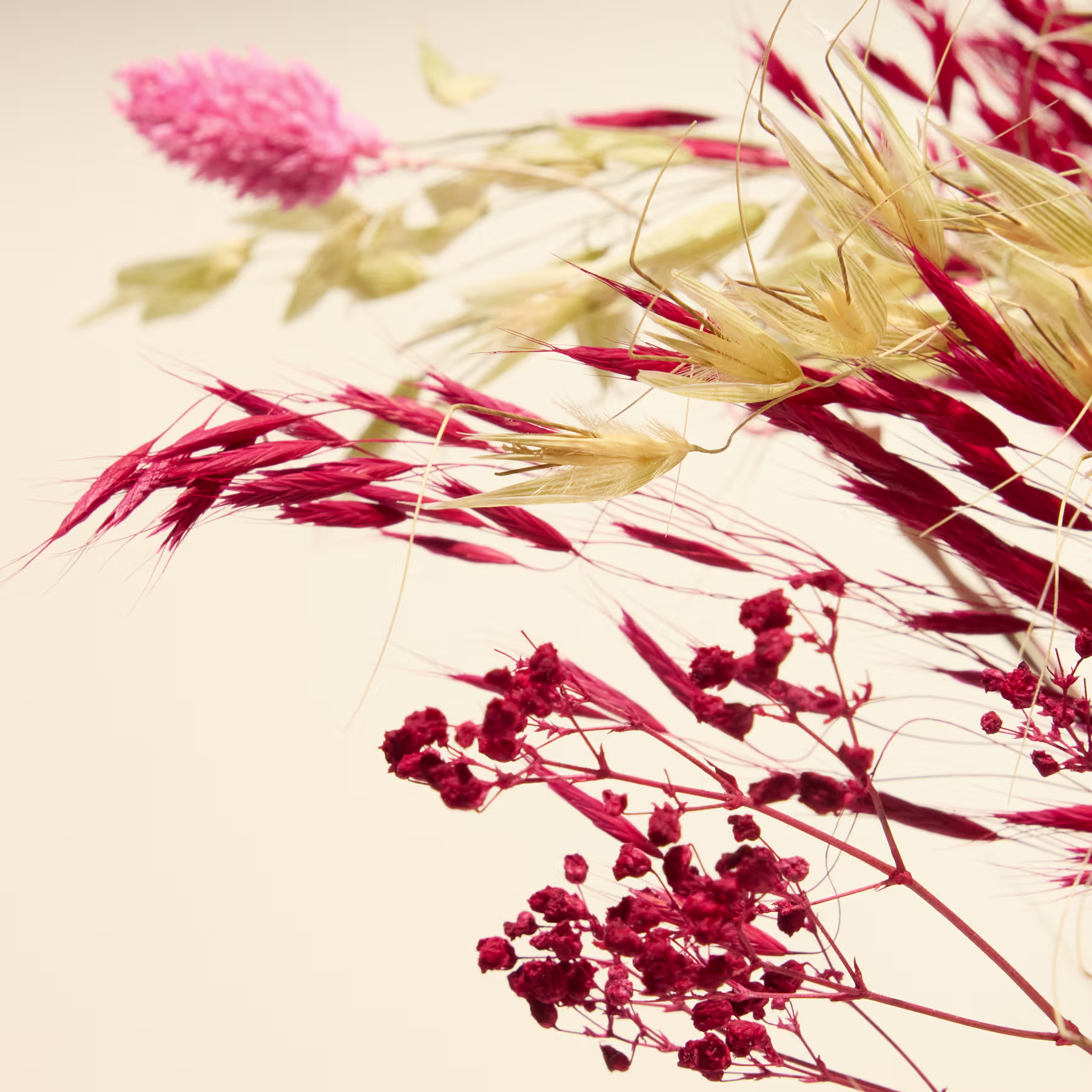 Das Bild zeigt ein lebendiges Arrangement aus roten und rosafarbenen floralen Elementen, darunter zarte Beerenbüschel und feinstes, goldfarbenes Laub vor einem sanften, neutralen Hintergrund. (Beschreibungstext KI-generiert)