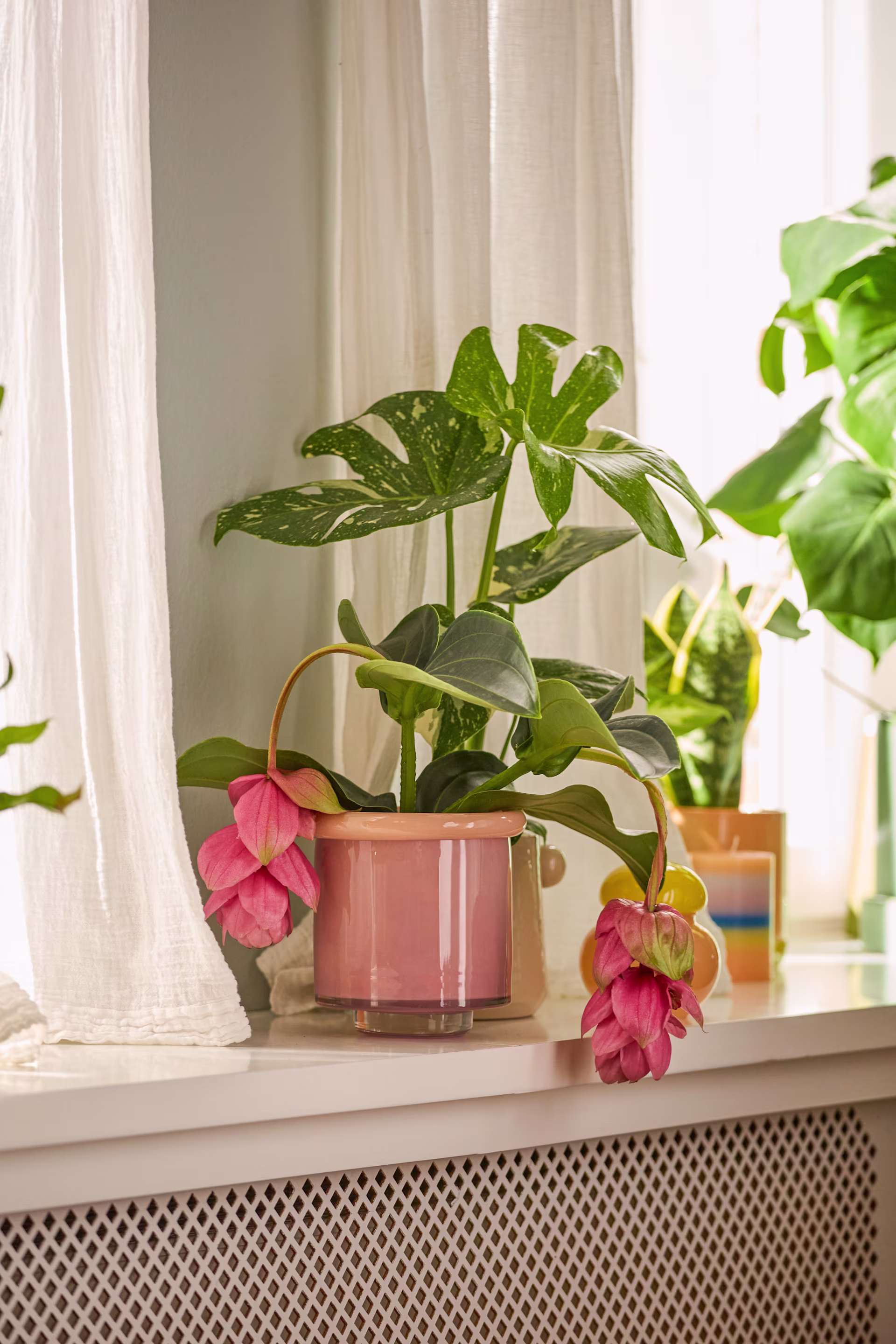 Das Bild zeigt eine Fensterbank mit einer Topfpflanze mit großen grünen Blättern und leuchtend pinkfarbenen Blüten vor dem Hintergrund von durchsichtigen weißen Vorhängen. (Beschreibungstext KI-generiert)