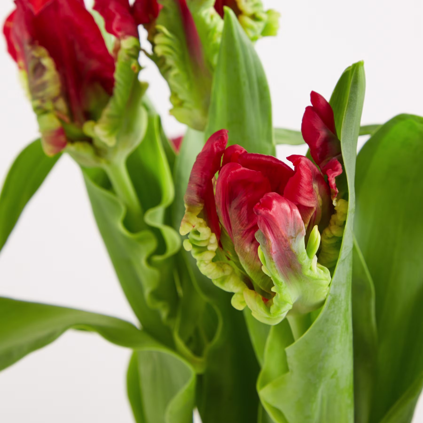 Leuchtend rote Tulpen mit üppig grünen Blättern vor schlichtem weißen Hintergrund ergeben eine eindrucksvolle und optisch ansprechende Komposition. (Beschreibungstext KI-generiert)