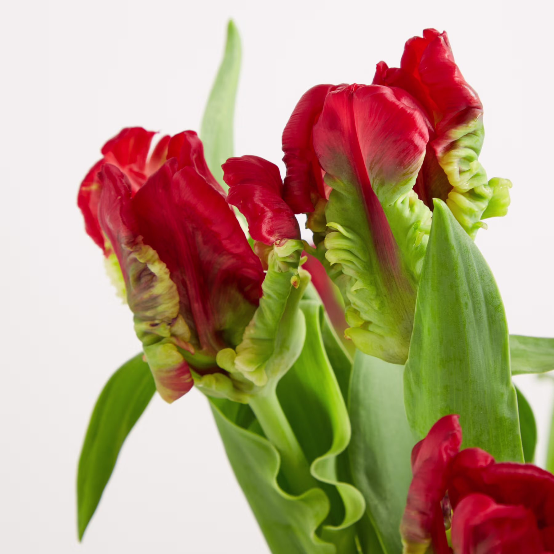 Leuchtend rote Tulpen mit üppig grünen Blättern heben sich vom schlichten weißen Hintergrund ab und schaffen eine eindrucksvolle und optisch ansprechende Komposition. (Beschreibungstext KI-generiert)