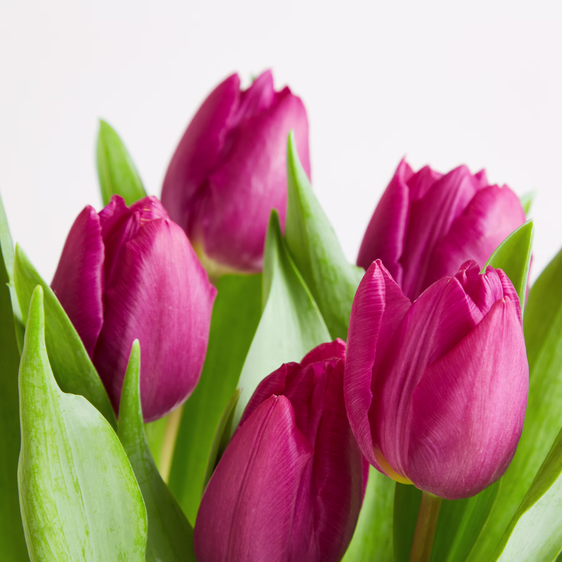 Leuchtend pinkfarbene Tulpen mit üppig grünen Blättern heben sich vom schlichten weißen Hintergrund ab und schaffen eine eindrucksvolle und optisch ansprechende Komposition. (Beschreibungstext KI-generiert)