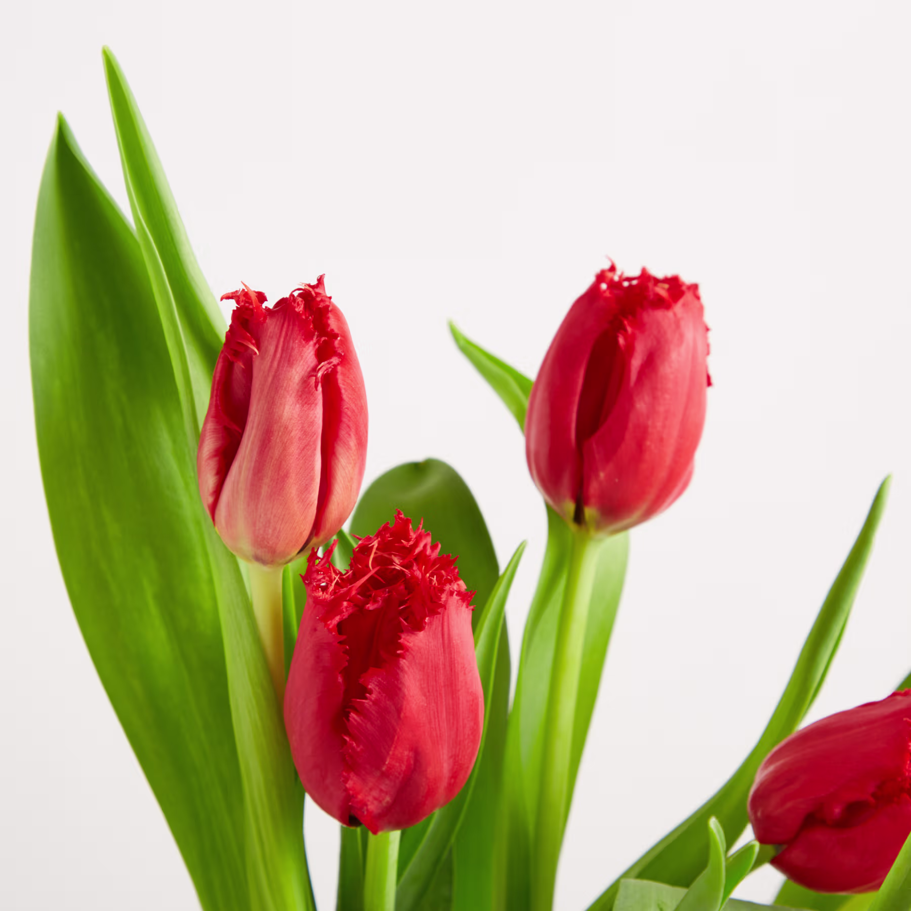 Leuchtend rote Tulpen mit üppig grünen Blättern heben sich vom schlichten weißen Hintergrund ab und erzeugen eine eindrucksvolle und optisch ansprechende Komposition. (Beschreibungstext KI-generiert)
