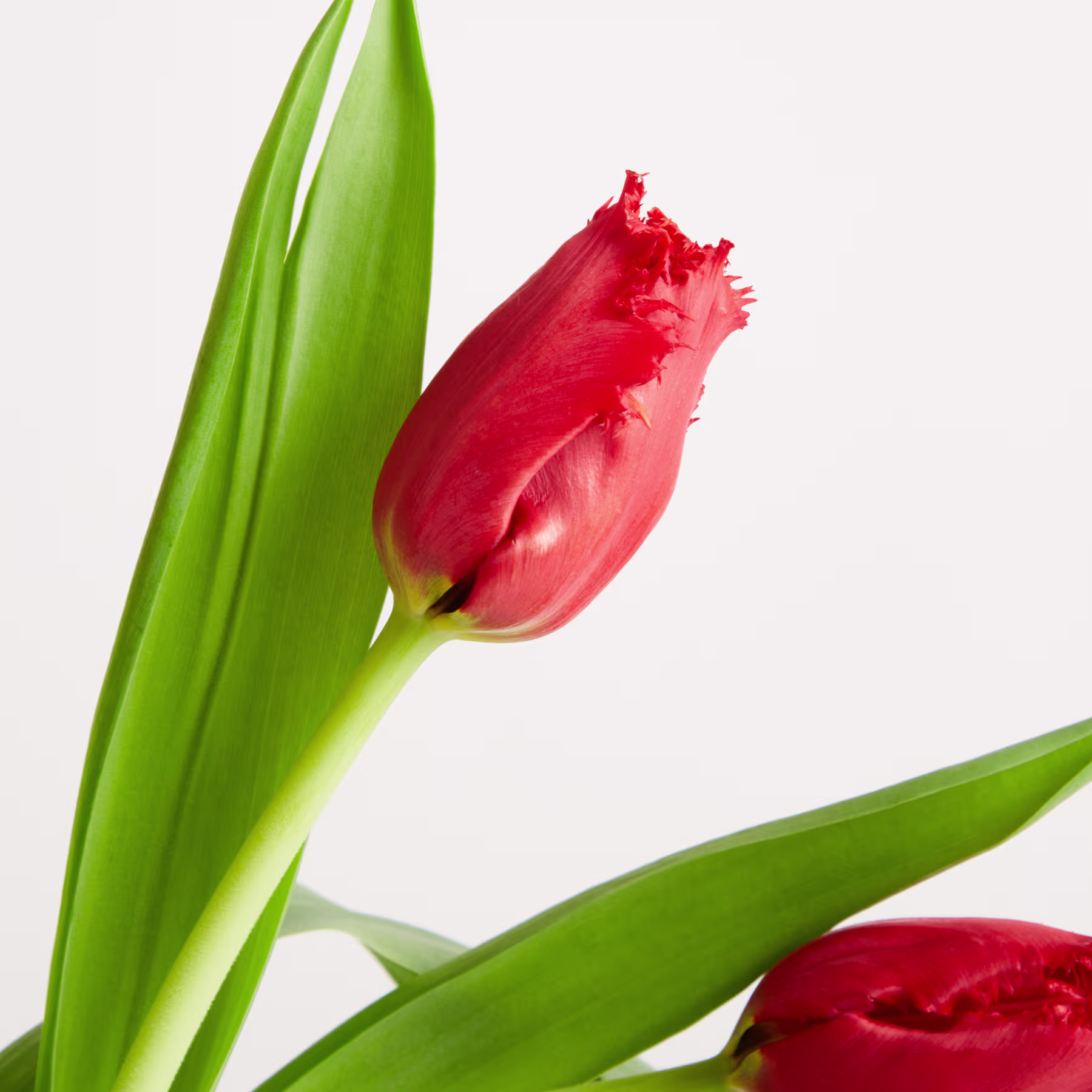 Eine leuchtend rote Tulpenblüte erhebt sich aus üppig grünen Blättern vor einem schlichten weißen Hintergrund. (Beschreibungstext KI-generiert)