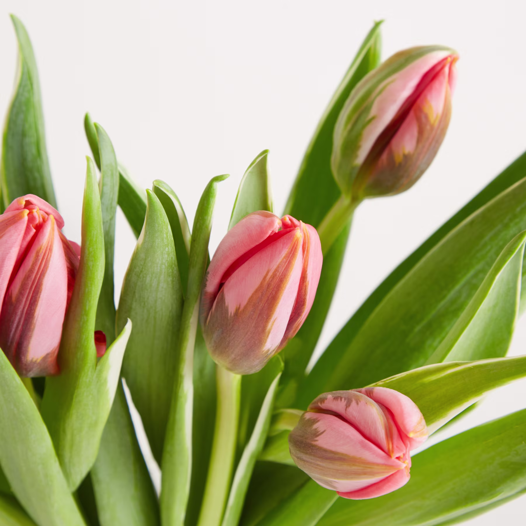 Leuchtend pinkfarbene Tulpen mit grünen Blättern vor schlichtem Hintergrund. (Beschreibungstext KI-generiert)