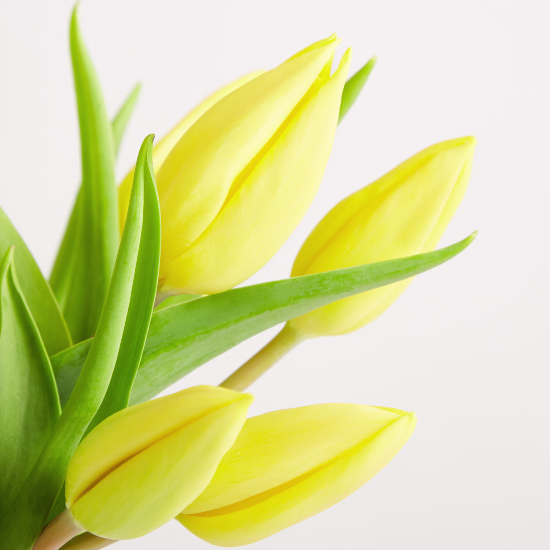 Leuchtend gelbe Tulpen mit üppig grünen Blättern heben sich vom schlichten weißen Hintergrund ab und erzeugen eine eindrucksvolle und optisch ansprechende Komposition. (Beschreibungstext KI-generiert)