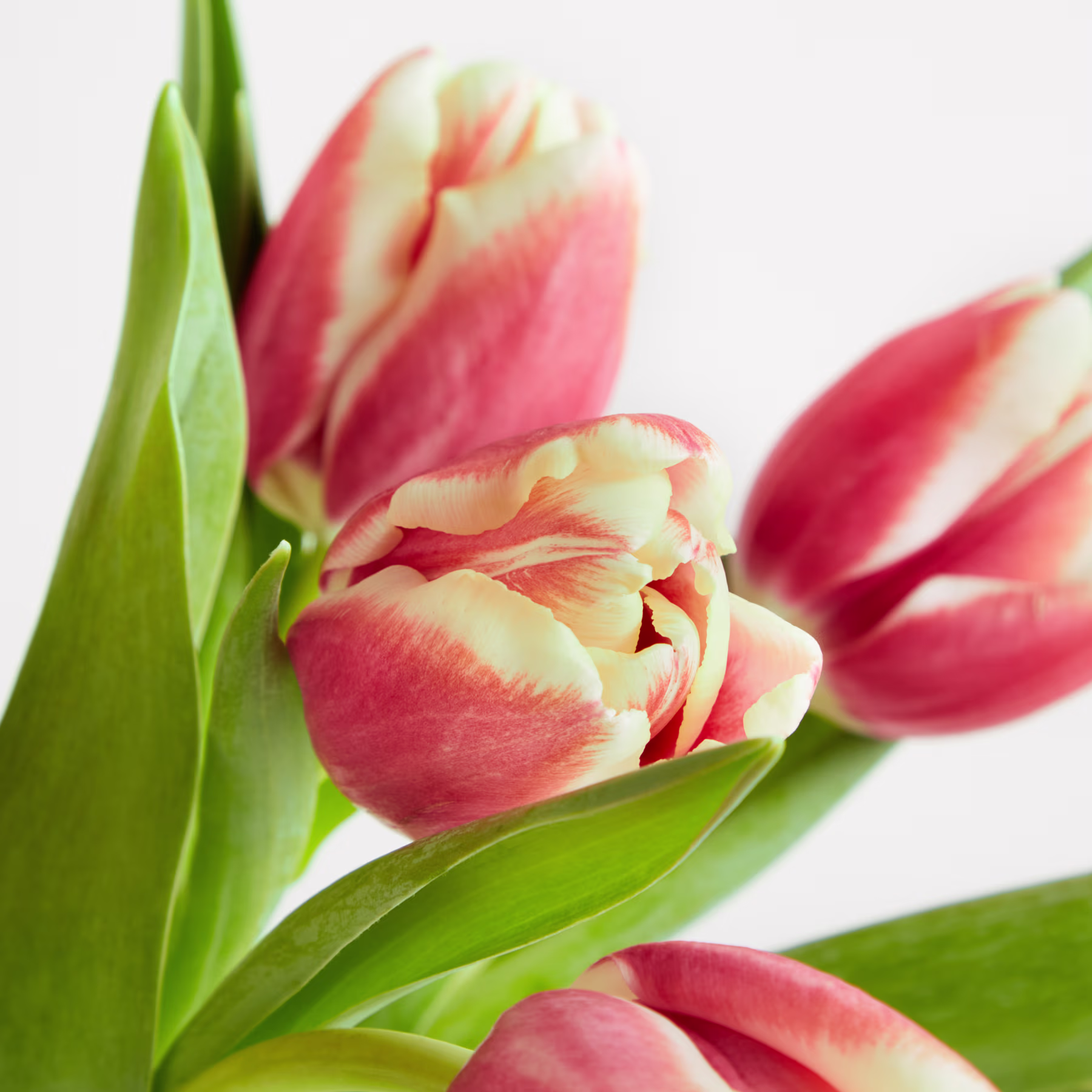 Leuchtende Tulpen in Rosa- und Gelbtönen heben sich vom schlichten weißen Hintergrund ab; ihre Blütenblätter entfalten sich und die Blätter bilden einen üppigen, grünen Kontrast. (Beschreibungstext KI-generiert)