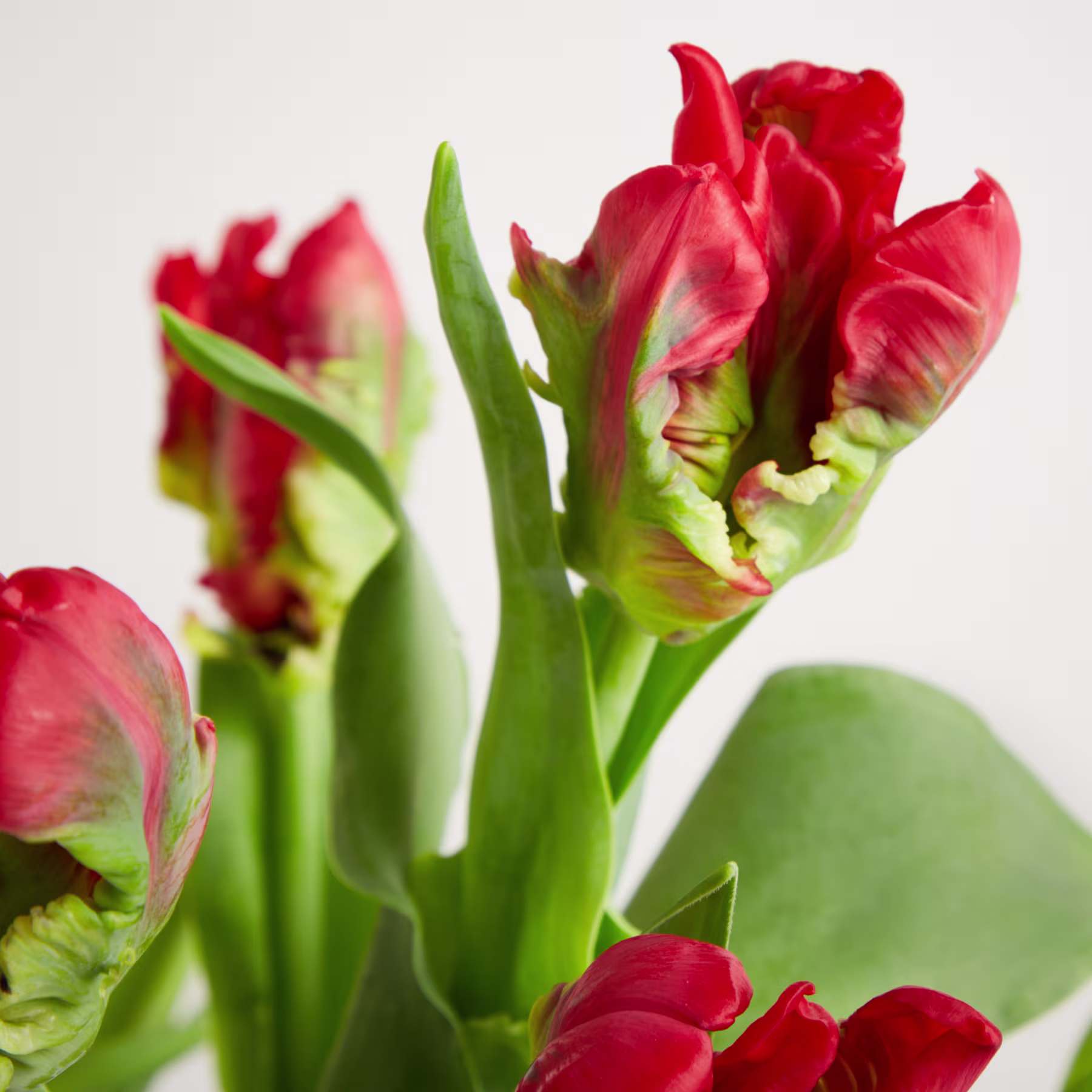 Leuchtend rote Tulpen mit grünen Blättern heben sich vom schlichten weißen Hintergrund ab und erzeugen eine eindrucksvolle und optisch ansprechende Komposition. (Beschreibungstext KI-generiert)
