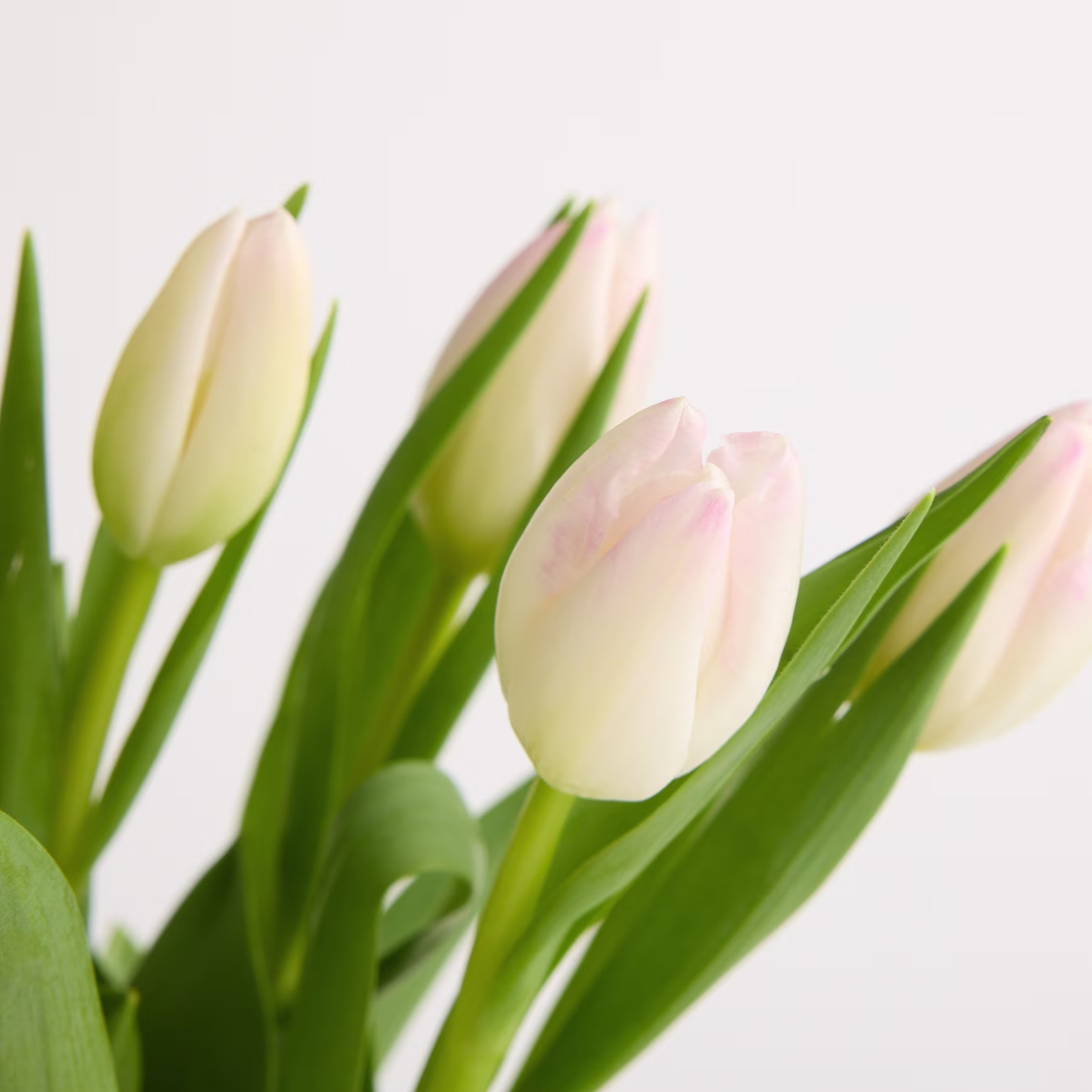 Zarte weiße Tulpen mit grünen Stängeln und Blättern heben sich von einem schlichten weißen Hintergrund ab und schaffen so eine ruhige und minimalistische Komposition. (Beschreibungstext KI-generiert)