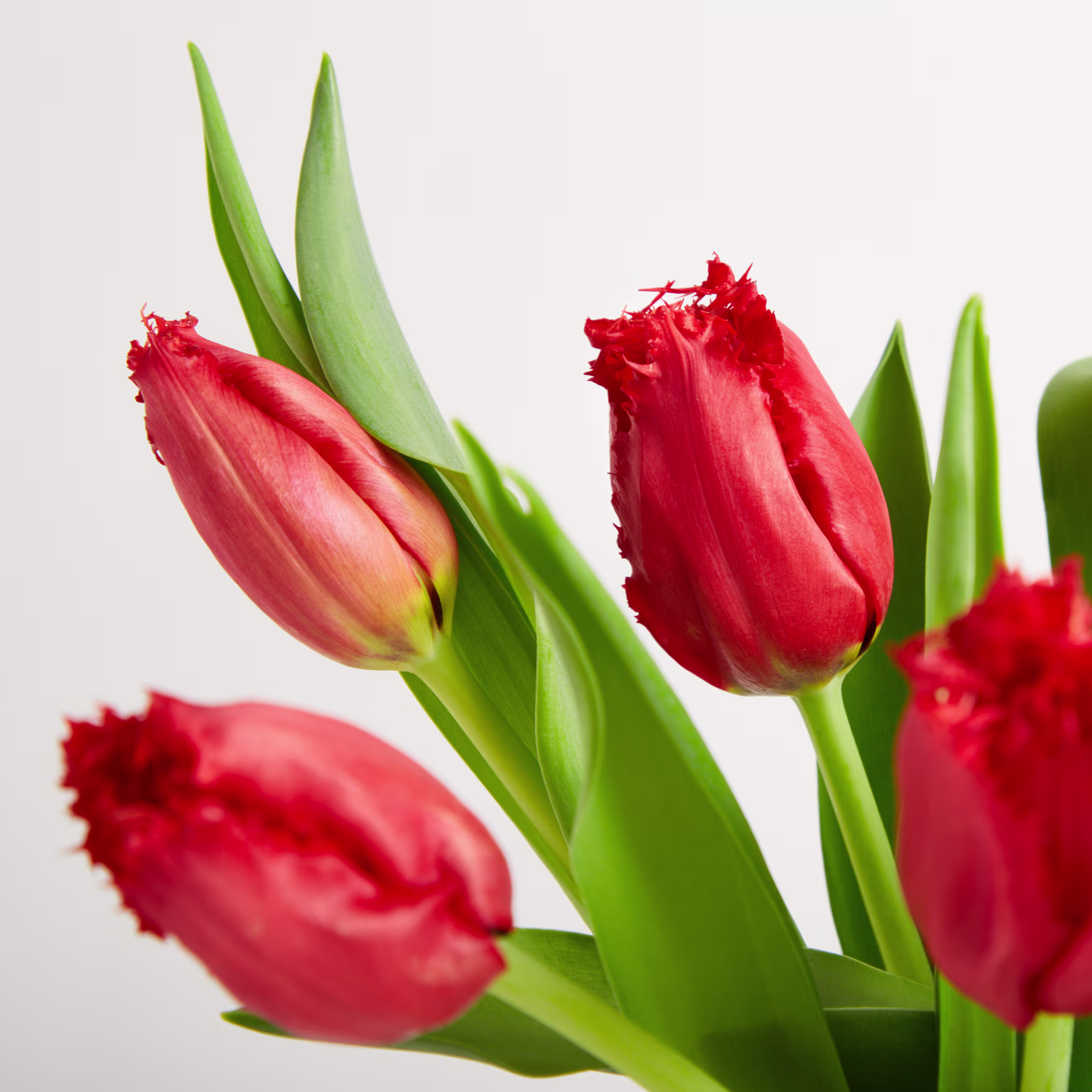 Leuchtend rote Tulpen mit üppig grünen Blättern heben sich vom schlichten weißen Hintergrund ab und schaffen eine eindrucksvolle und optisch ansprechende Komposition. (Beschreibungstext KI-generiert)