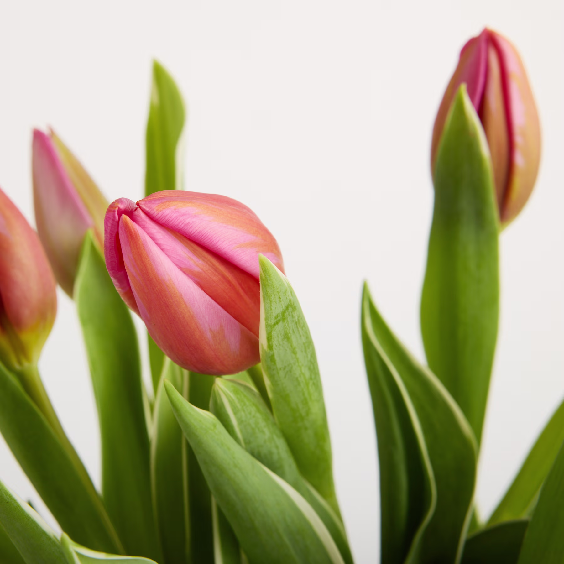 Leuchtend pinkfarbene Tulpen mit üppig grünen Blättern heben sich vom schlichten weißen Hintergrund ab und schaffen eine eindrucksvolle und optisch ansprechende Komposition. (Beschreibungstext KI-generiert)