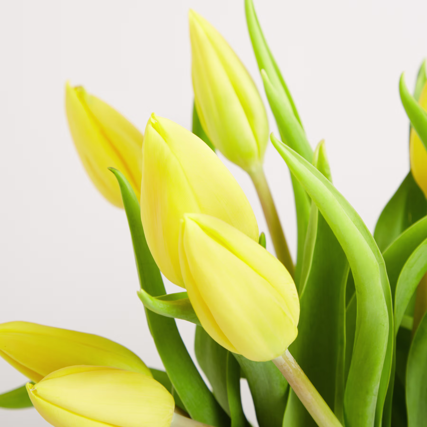Leuchtend gelbe Tulpen mit üppig grünen Blättern heben sich vom schlichten weißen Hintergrund ab und erzeugen eine eindrucksvolle und optisch ansprechende Komposition. (Beschreibungstext KI-generiert)