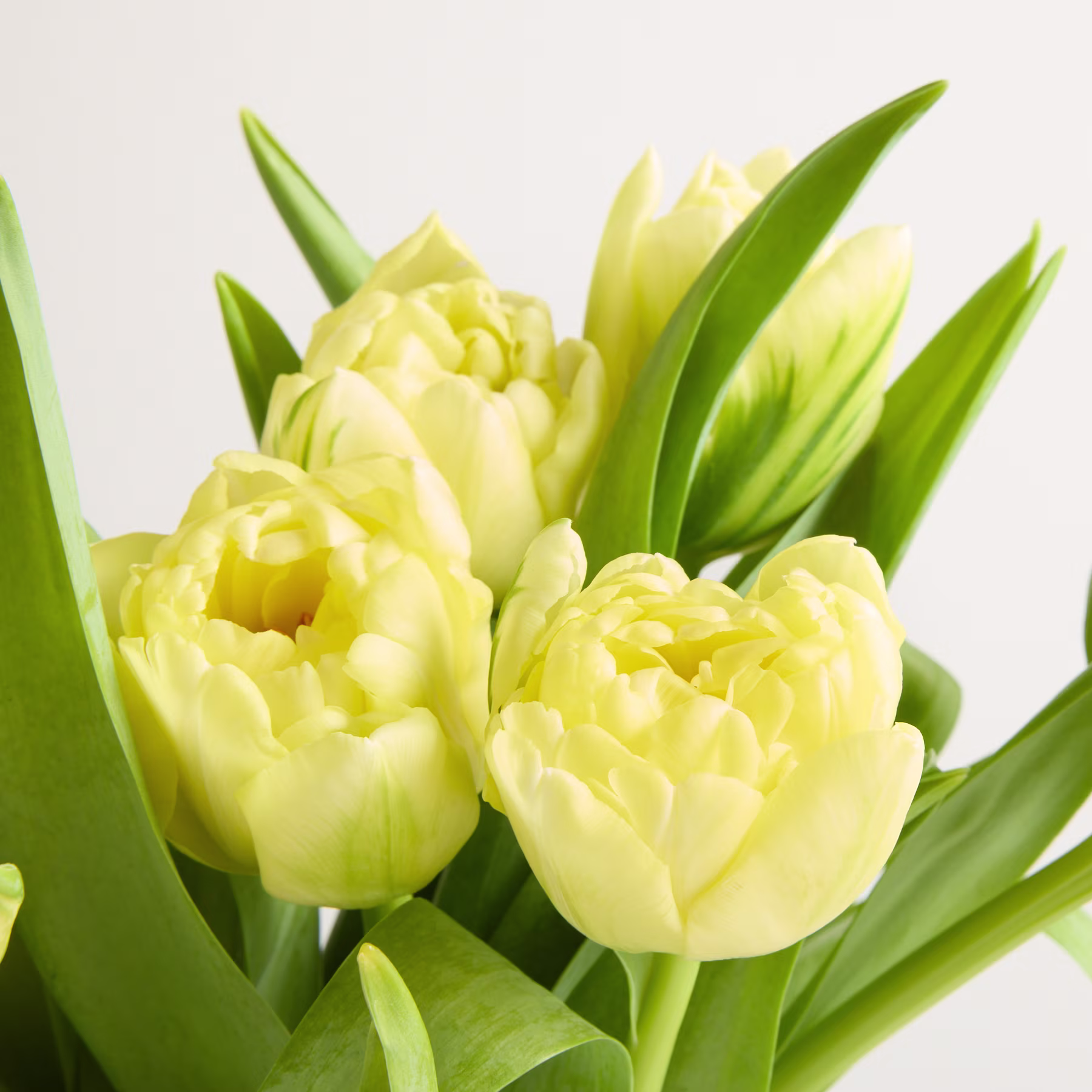 Leuchtend gelbe Tulpen mit üppig grünen Blättern vor schlichtem weißen Hintergrund ergeben eine eindrucksvolle und optisch ansprechende Komposition. (Beschreibungstext KI-generiert)