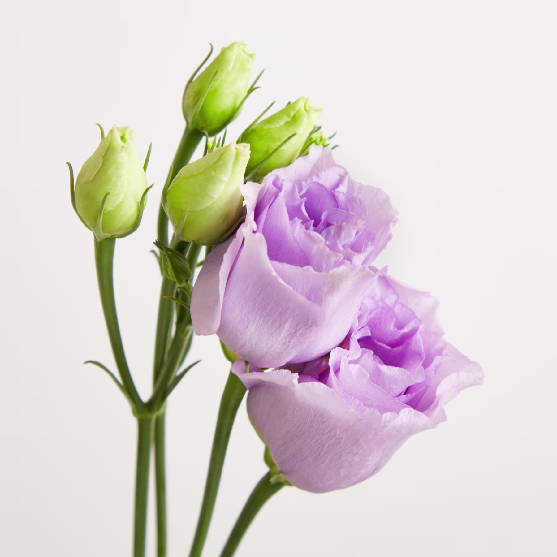 Vor einem schlichten weißen Hintergrund steht eine klare Glasvase mit einem Strauß zarter, hellvioletter Blumen mit grünen Stielen und Blättern. (Beschreibungstext KI-generiert)