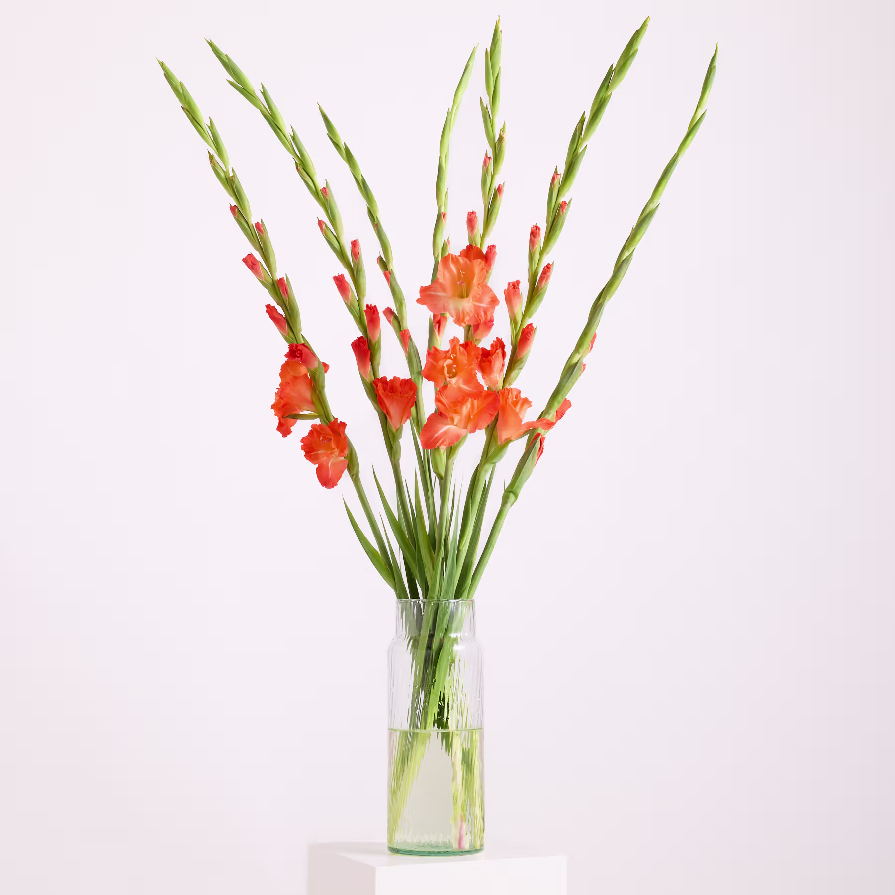 Ein leuchtender Strauß orangefarbener Gladiolenblüten ragt in einer Glasvase vor einem schlichten weißen Hintergrund empor. (Beschreibungstext KI-generiert)