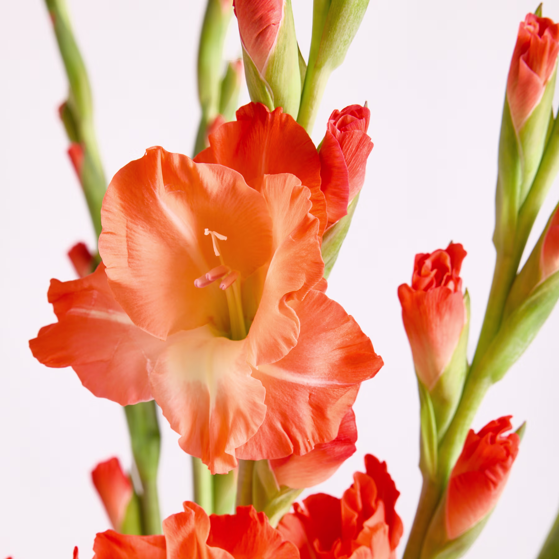 Leuchtend orangefarbene Gladiolenblüten mit zarten Blütenblättern und grünen Stängeln heben sich vom schlichten weißen Hintergrund ab. (Beschreibungstext KI-generiert)