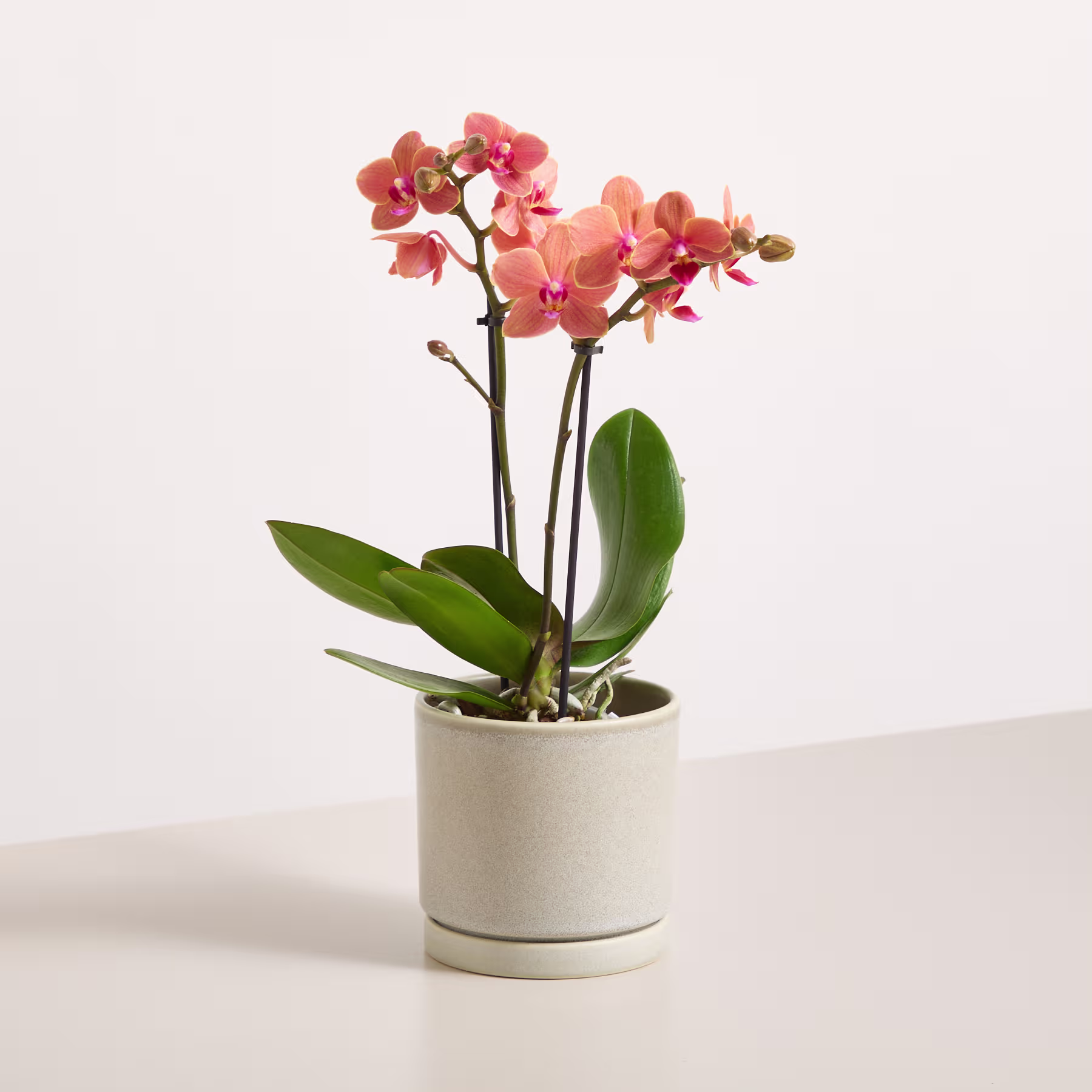 Eine Orchidee im Topf mit leuchtend pinkfarbenen Blüten und grünen Blättern steht auf einem schlichten weißen Hintergrund. (Beschreibungstext KI-generiert)