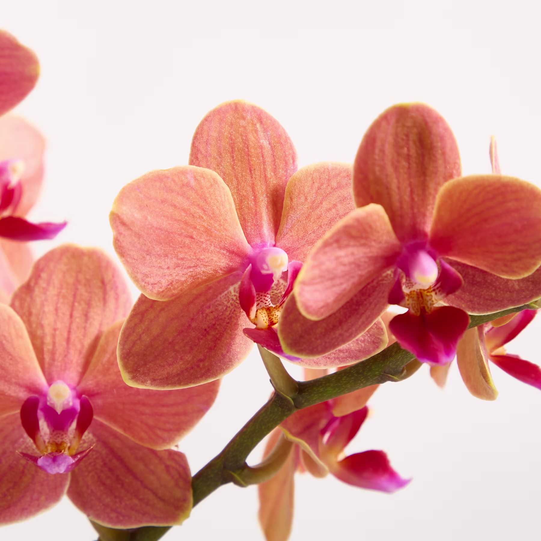 Leuchtend orangefarbene Orchideenblüten mit zartrosa Zentren blühen an einem Zweig vor einem schlichten weißen Hintergrund. (Beschreibungstext KI-generiert)