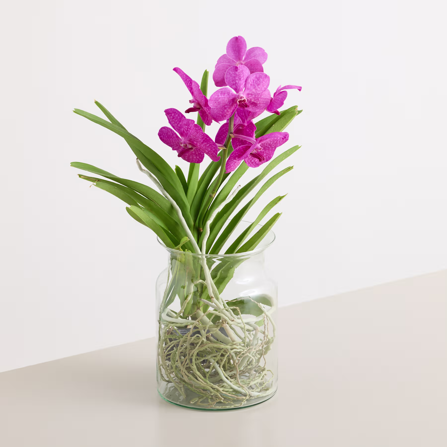 Ein Strauß leuchtend pinkfarbener Orchideen steht in einer Glasvase, umgeben von üppigen grünen Blättern und Stängeln vor einem schlichten weißen Hintergrund. (Beschreibungstext KI-generiert)