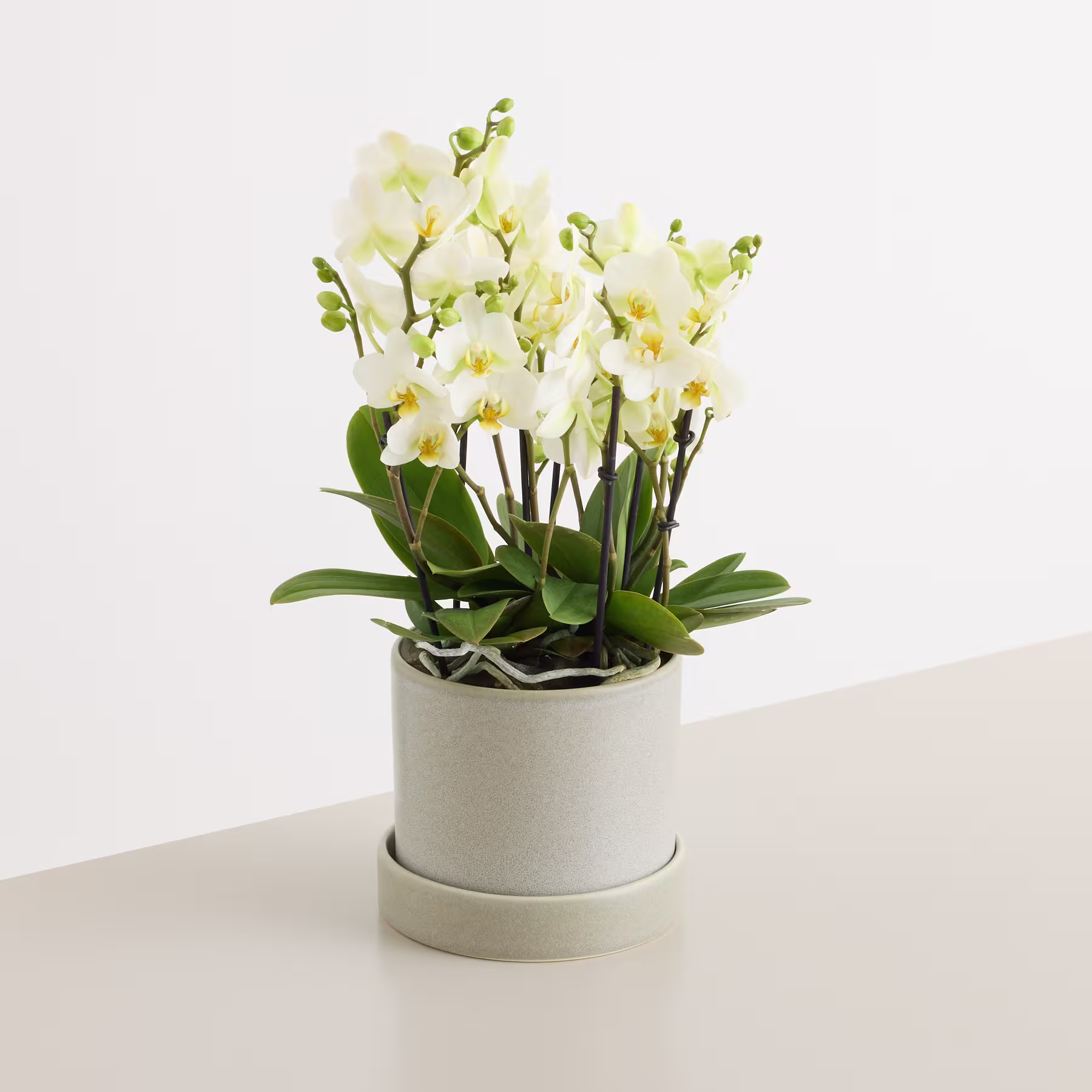 Eine Orchidee im Topf mit zarten weißen Blüten und grünen Blättern steht auf einer weißen Fläche vor einem schlichten weißen Hintergrund. (Beschreibungstext KI-generiert)