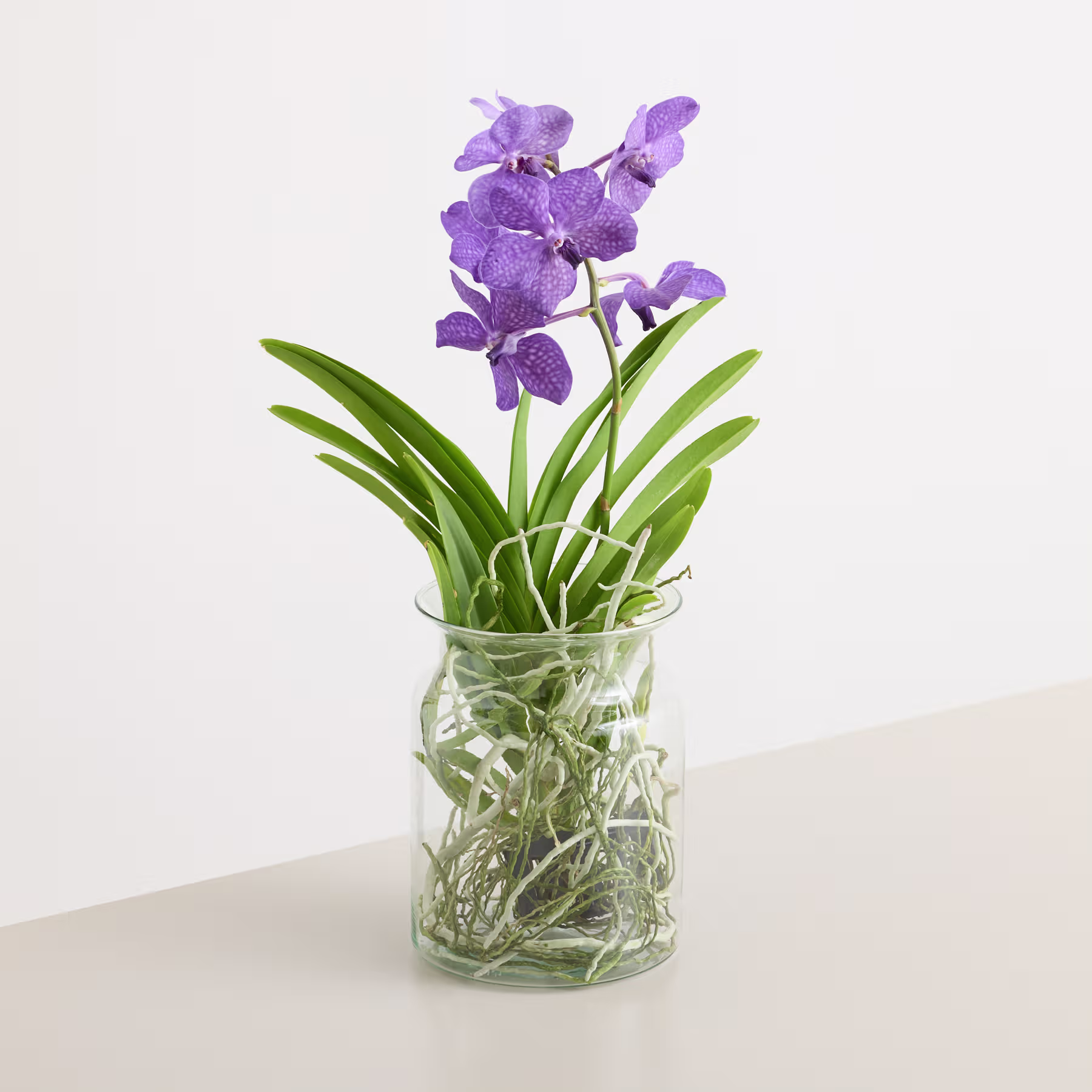 Eine Glasvase mit einem leuchtenden Strauß violetter Orchideenblüten vor schlichtem weißen Hintergrund. (Beschreibungstext KI-generiert)