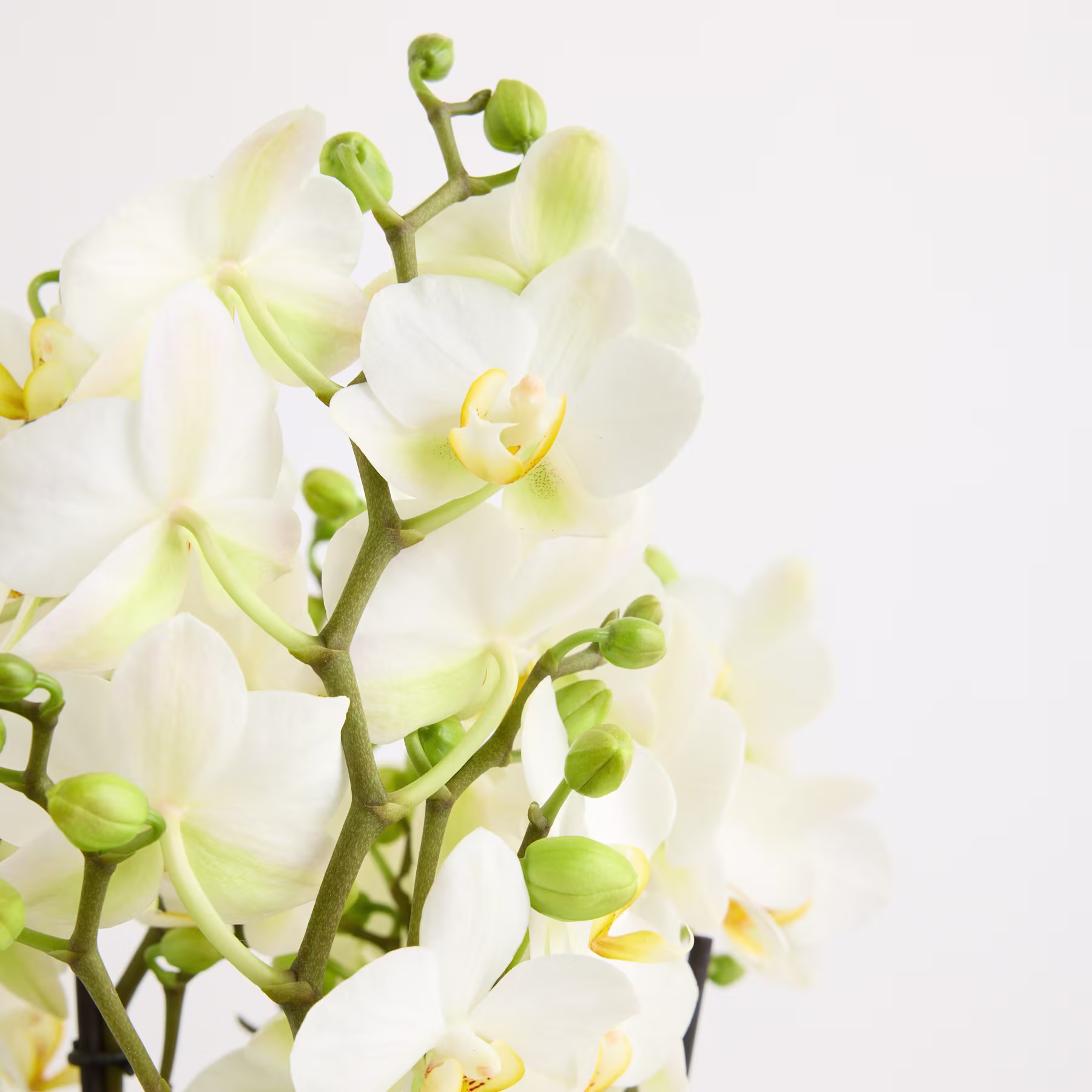 Ein Strauß zarter, weißer Orchideenblüten mit grünen Stängeln und Knospen vor einem schlichten, hellen Hintergrund. (Beschreibungstext KI-generiert)