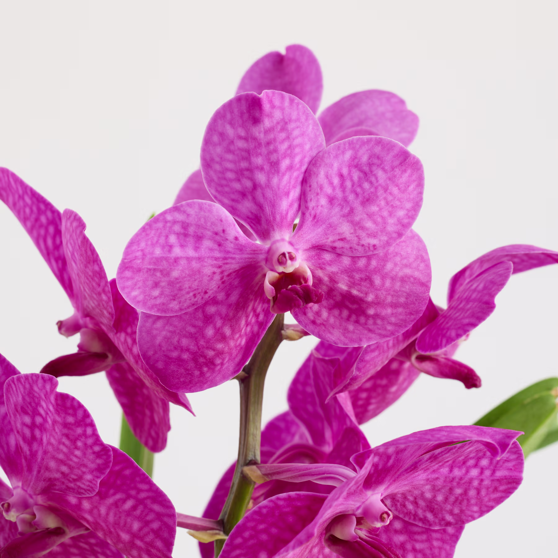 Leuchtend pinkfarbene Orchideenblüten mit filigranen Mustern und Texturen vor schlichtem weißen Hintergrund. (Beschreibungstext KI-generiert)