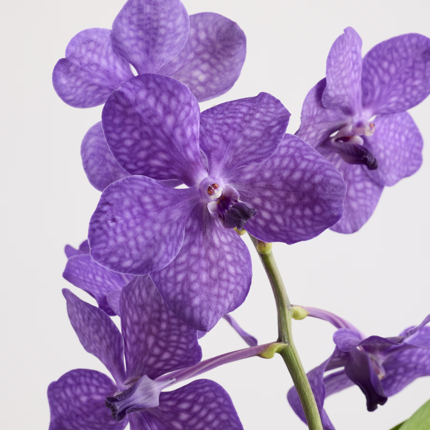 Leuchtend violette Orchideenblüten mit filigranen Mustern und Zentren blühen vor einem schlichten Hintergrund. (Beschreibungstext KI-generiert)