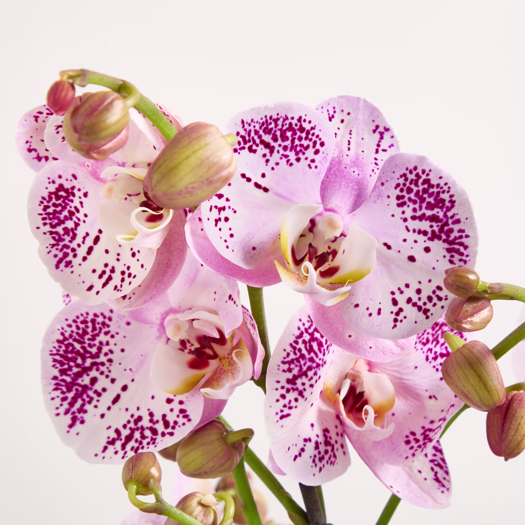 Leuchtend rosa und weiße Orchideenblüten mit filigranen Mustern erblühen vor einem schlichten weißen Hintergrund. (Beschreibungstext KI-generiert)