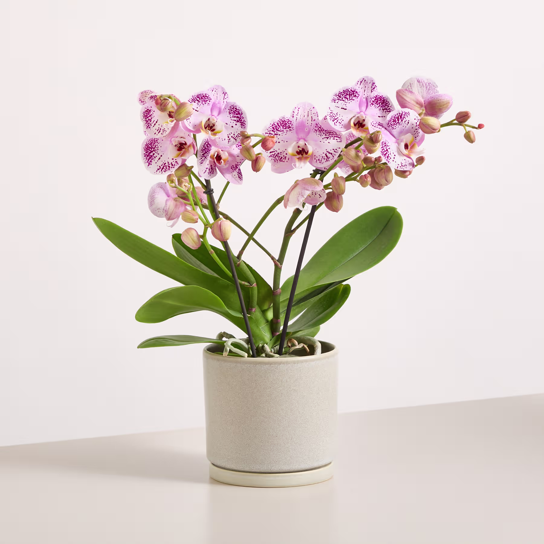 Ein leuchtender Strauß zarter rosa und violetter Orchideenblüten steht in einem schlichten weißen Keramiktopf vor einem reinweißen Hintergrund. (Beschreibungstext KI-generiert)