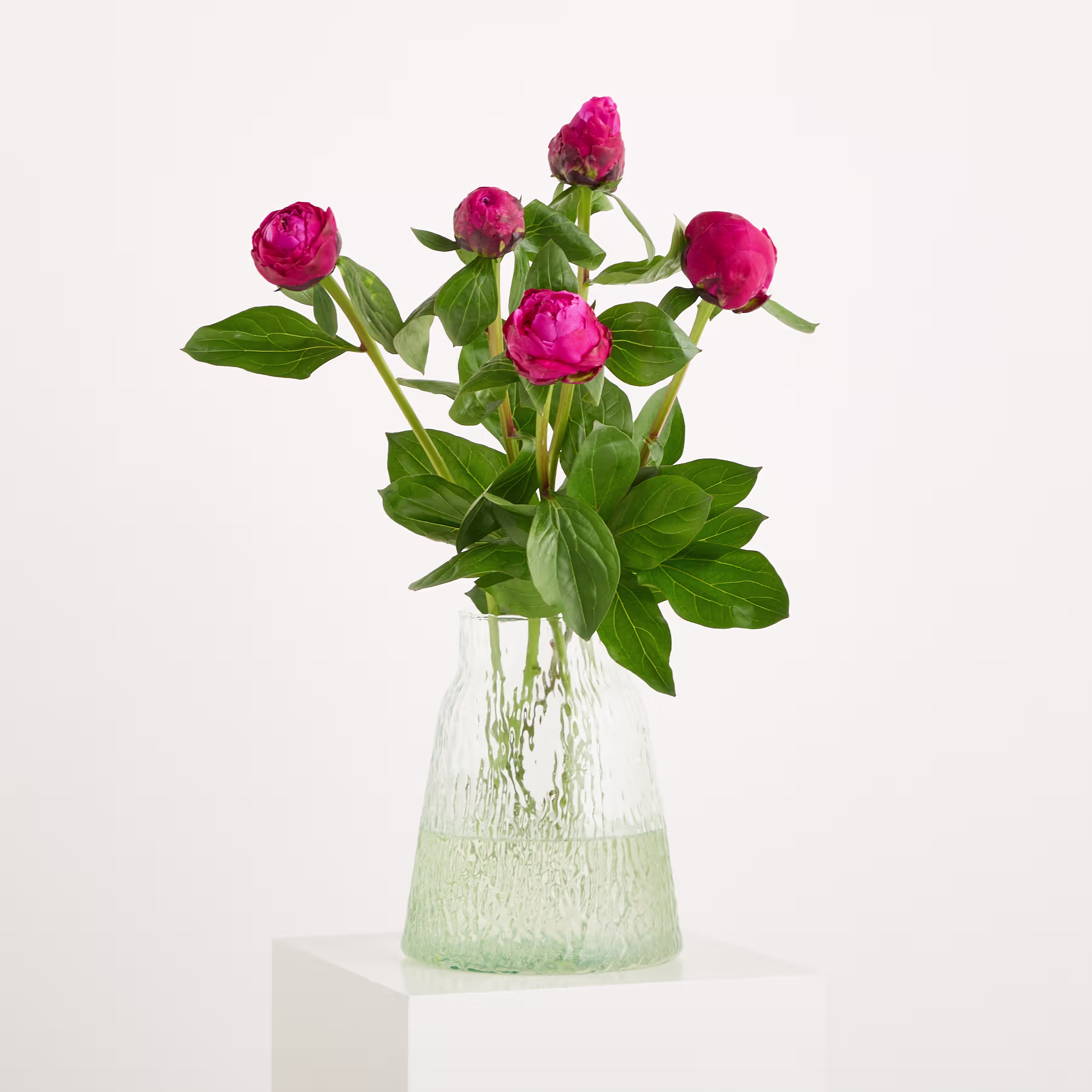 Ein Strauß leuchtend pinkfarbener Pfingstrosen in einer durchsichtigen Glasvase steht auf einem schlichten weißen Hintergrund. (Beschreibungstext KI-generiert)