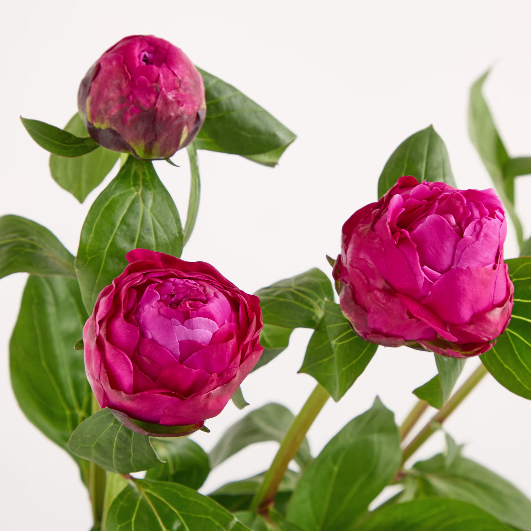 Leuchtend rosa Pfingstrosenblüten mit üppig grünen Blättern vor schlichtem weißen Hintergrund. (Beschreibungstext KI-generiert)