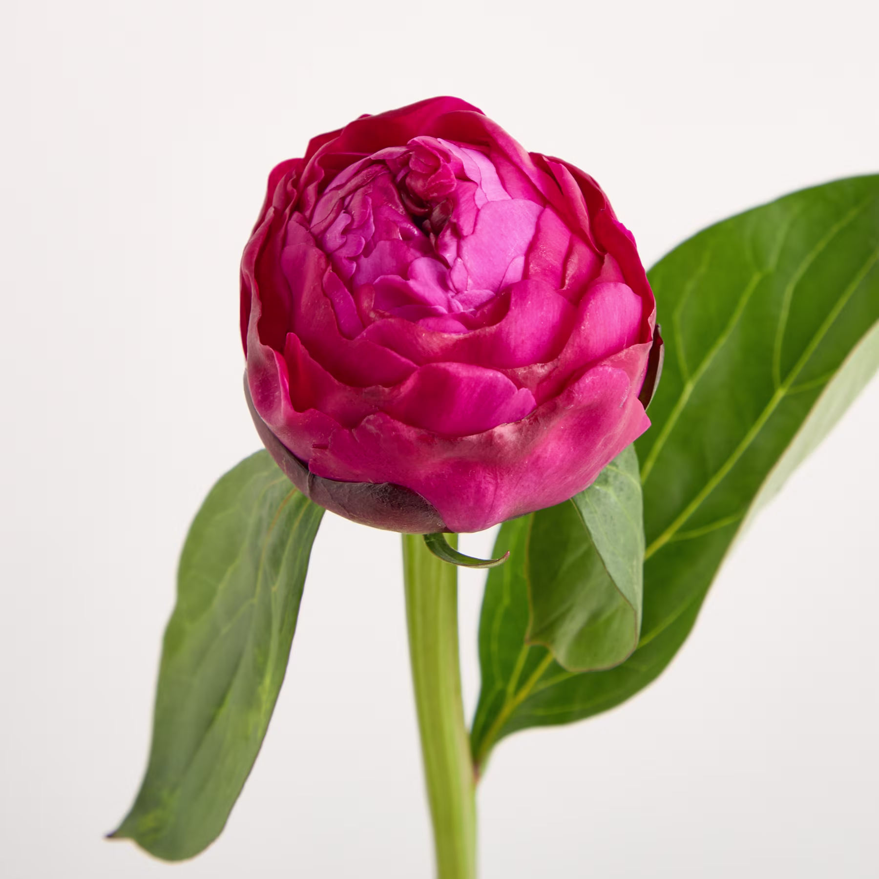 Eine leuchtend pinkfarbene Pfingstrose in voller Blüte, deren üppig grüne Blätter einen natürlichen Hintergrund vor einer schlichten weißen Oberfläche bilden. (Beschreibungstext KI-generiert)