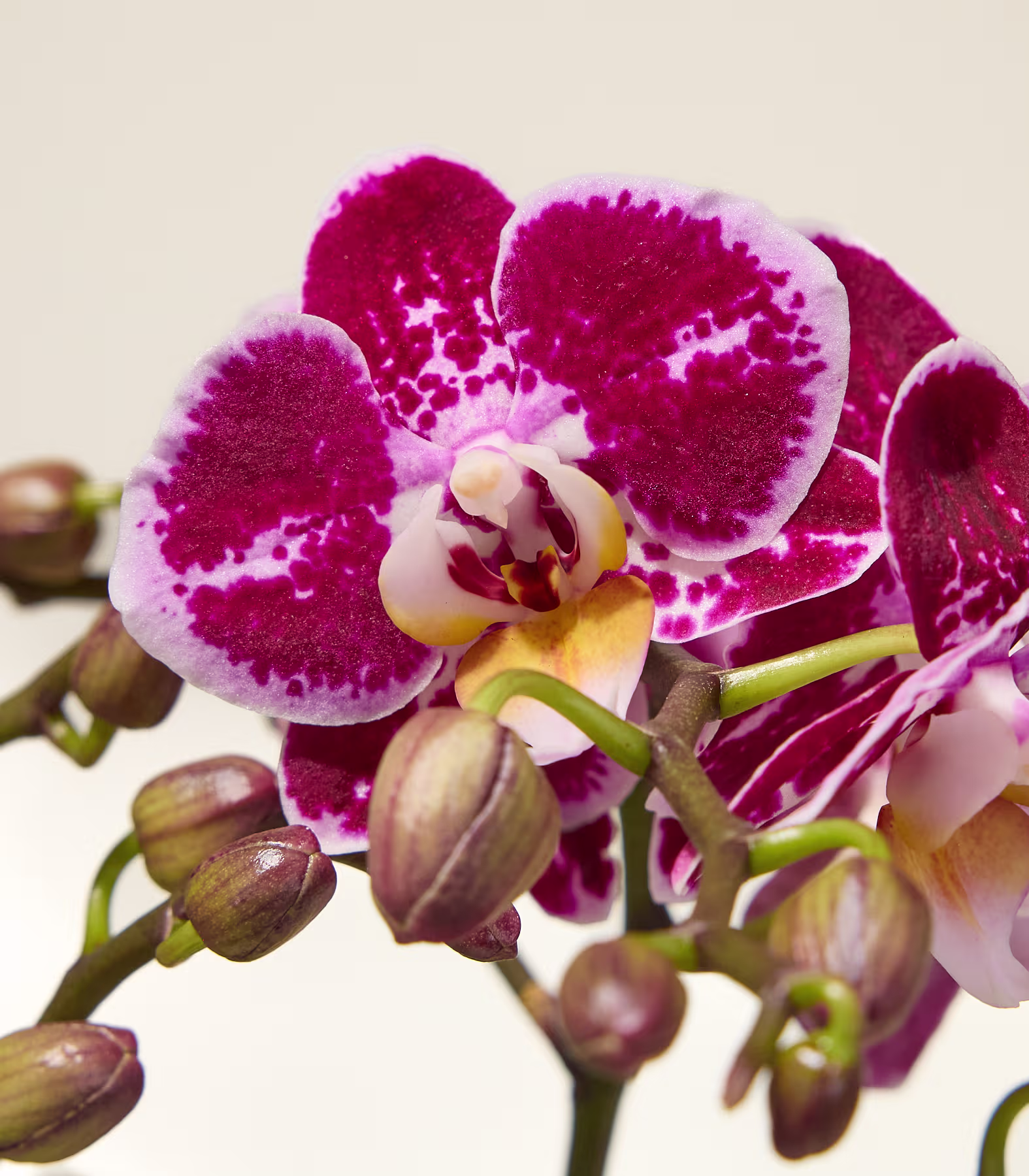 Im Vordergrund ist eine Gruppe leuchtend rosa und weißer Orchideen mit ungeöffneten Knospen zu sehen, die sich von einem weichen, hellen Hintergrund abheben. (Beschreibungstext KI-generiert)