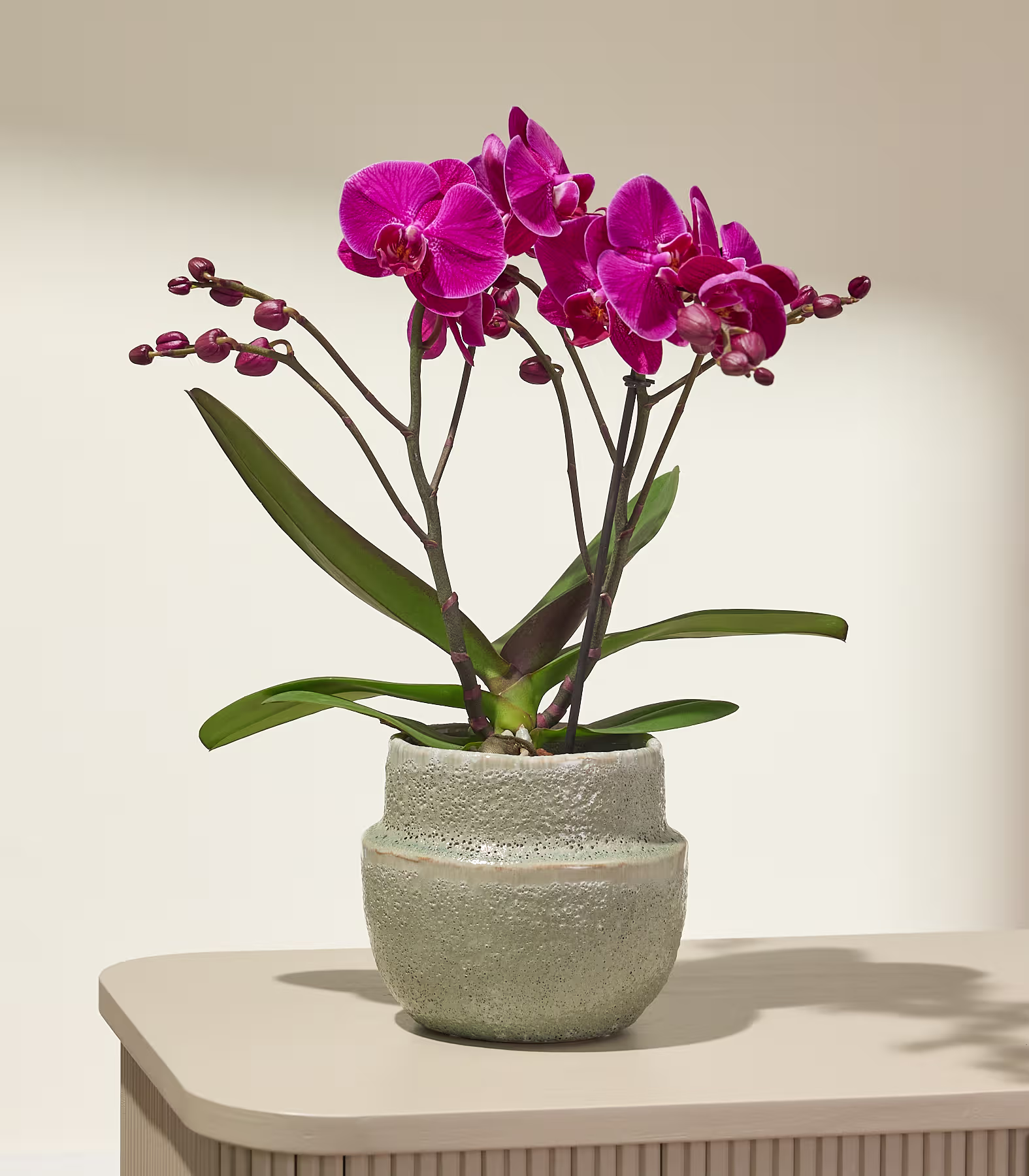 Eine leuchtend pinkfarbene Orchidee in einem strukturierten Topf steht auf einem hellen Tisch vor einem sanft beleuchteten, neutralen Hintergrund. (Beschreibungstext KI-generiert)