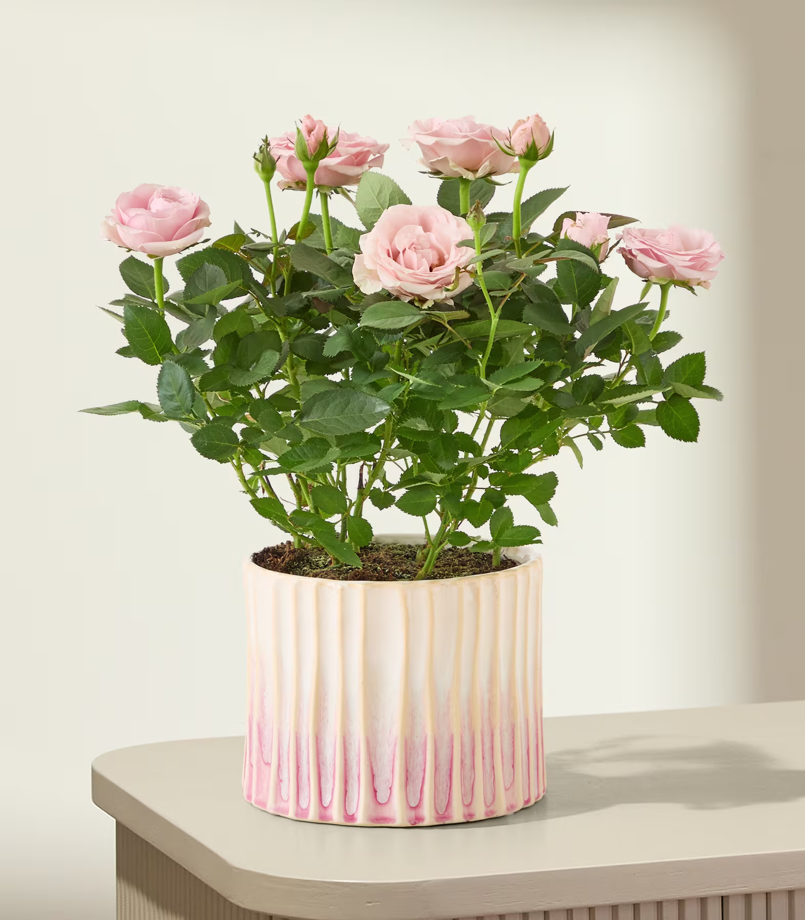Auf einem hellen Tisch vor einem sanften, cremeweißen Hintergrund steht eine Topfpflanze mit zarten rosa Rosen im Vordergrund. (Beschreibungstext KI-generiert)