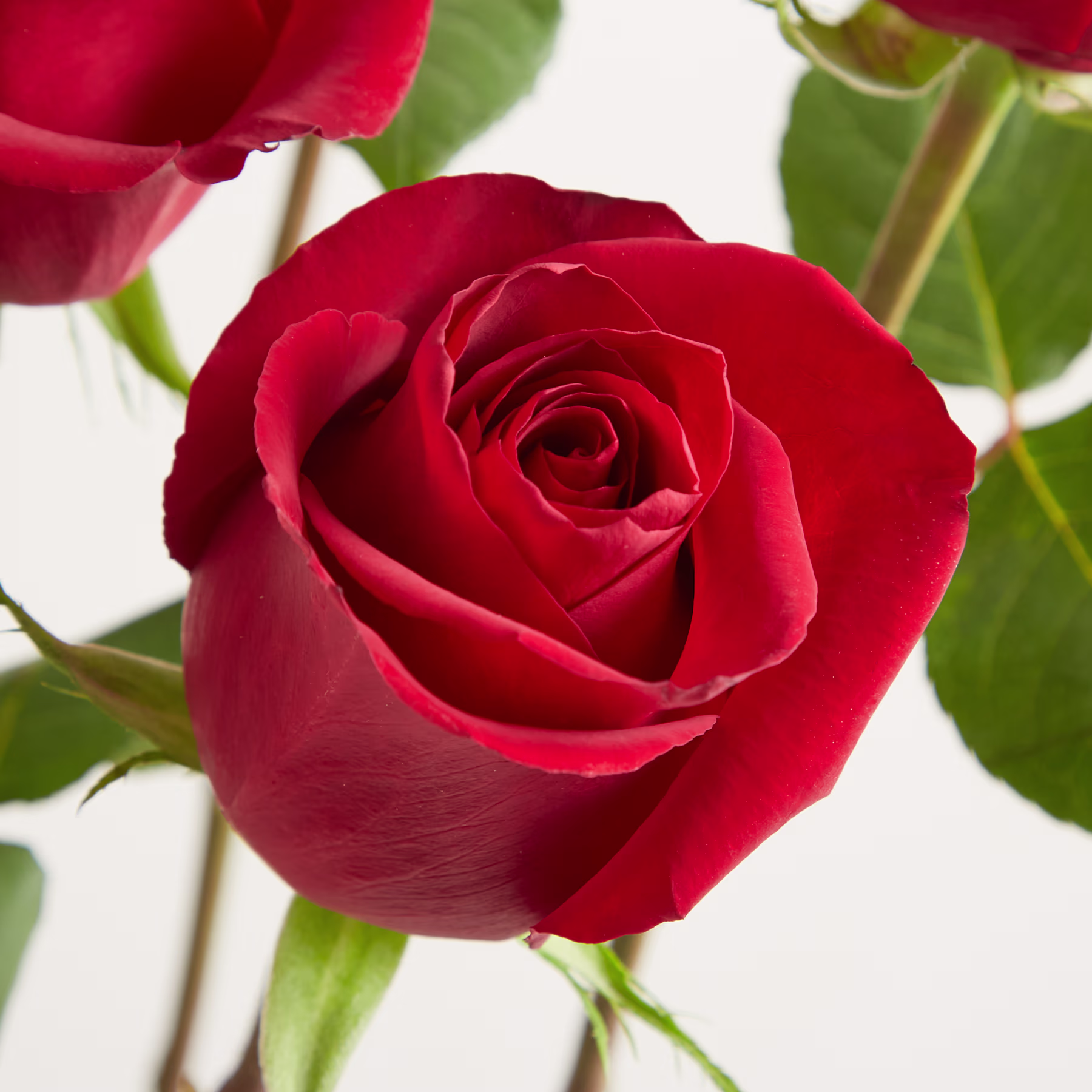 Eine leuchtend rote Rose mit eng eingerollten Blütenblättern dominiert den Vordergrund, während verschwommene grüne Blätter und Stängel den weichen Hintergrund bilden. (Beschreibungstext KI-generiert)
